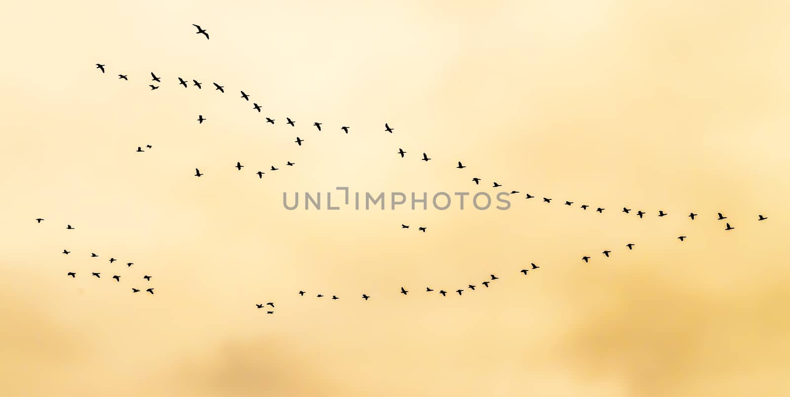 Migration of flock of birds flying in V-formation at dusk