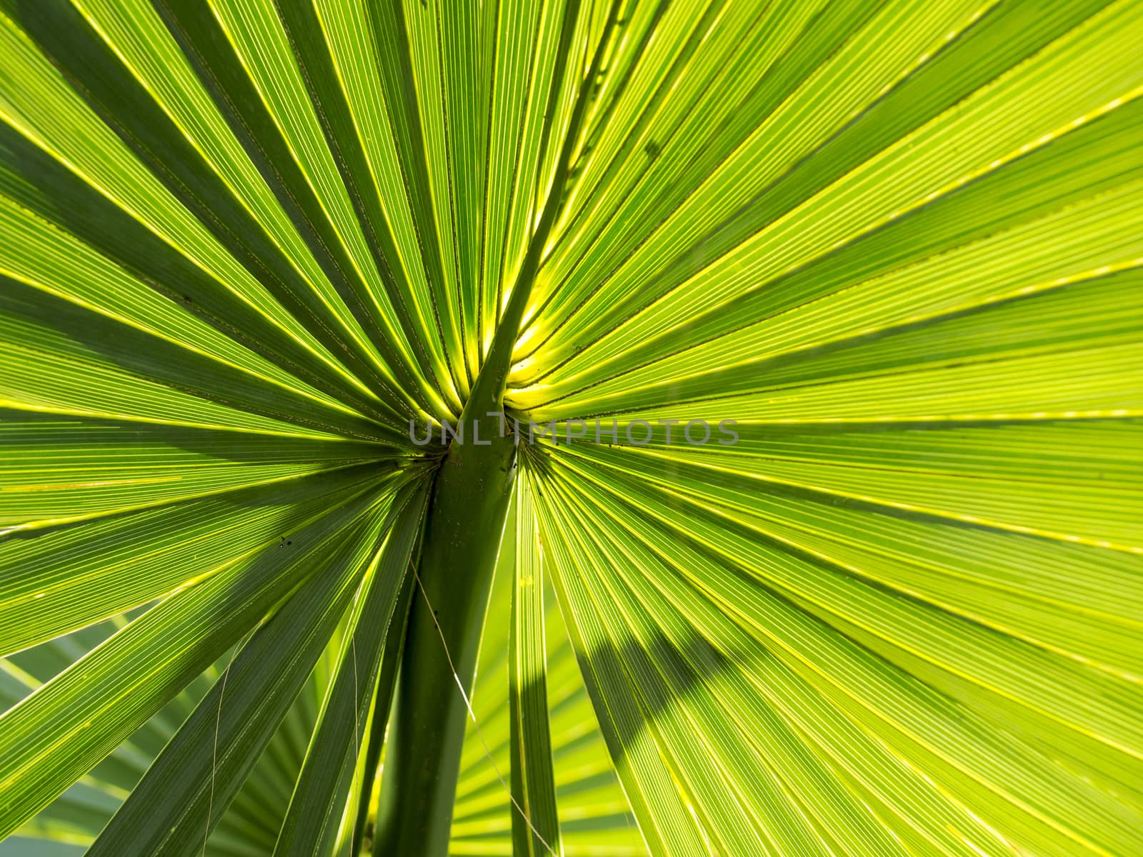 Closeup of Green Plant