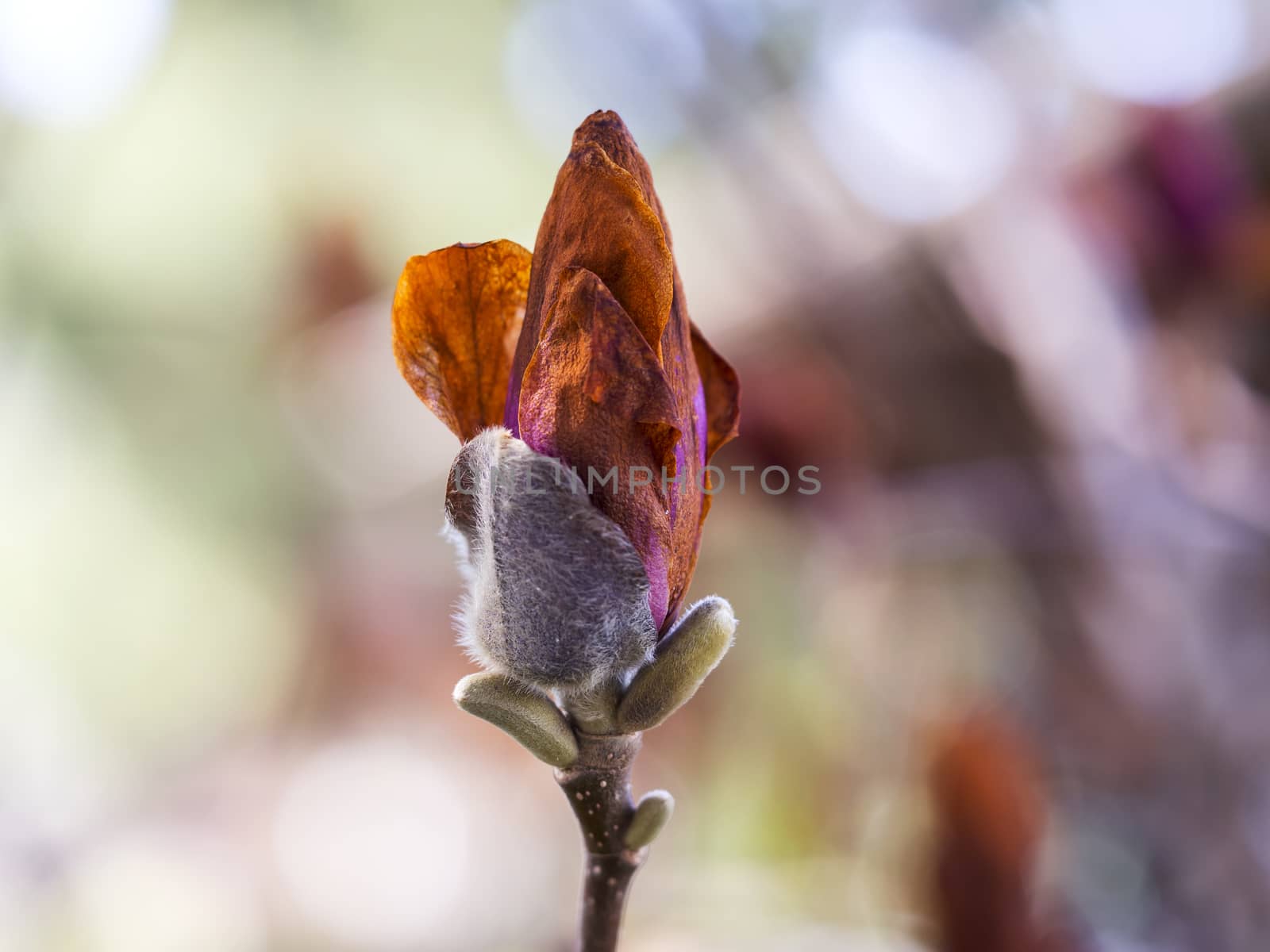 Spring Time Flower Bud Ready to Bloom - Rose by leieng