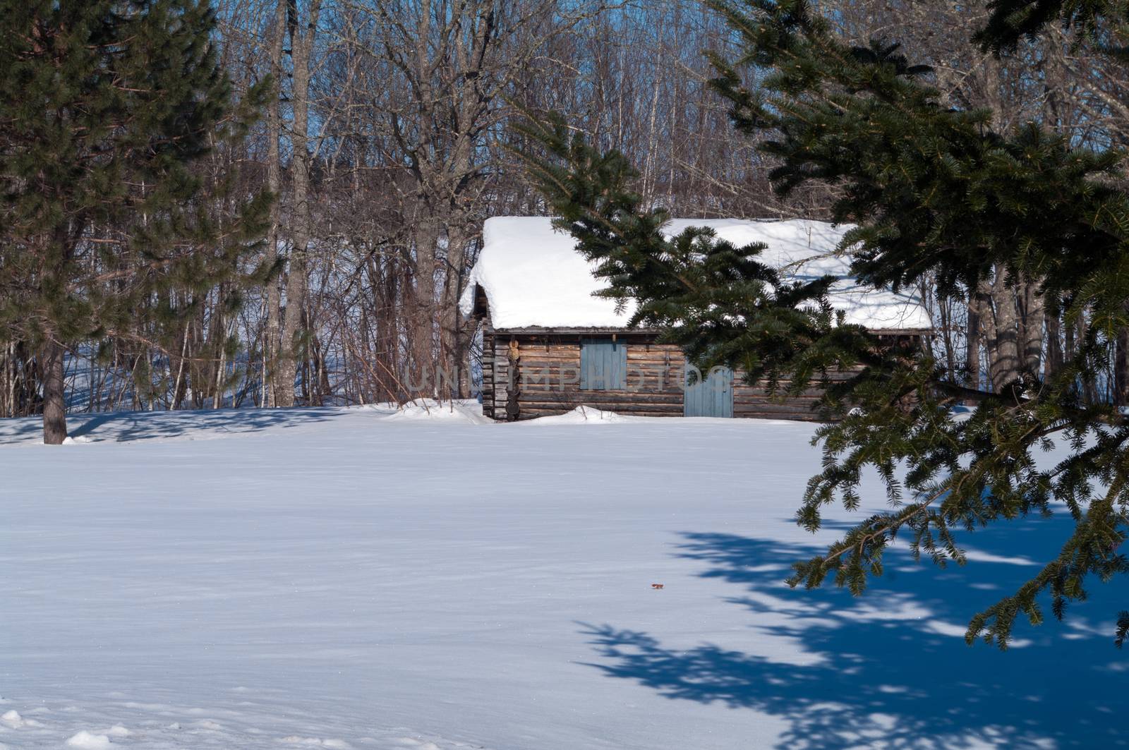 Cabin in hte Spruce trees in the winter 
