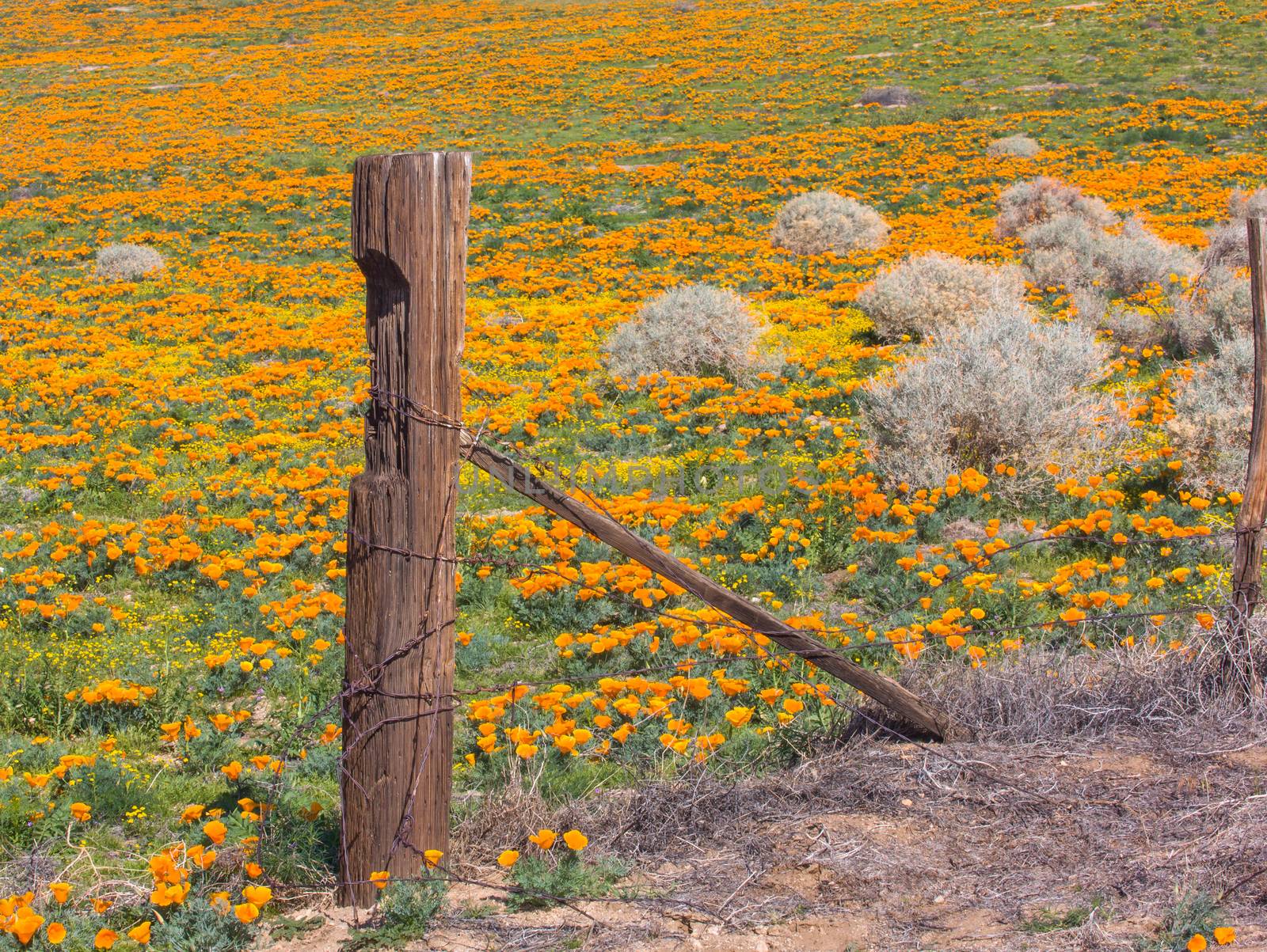Poppies of Antelope Valley, California