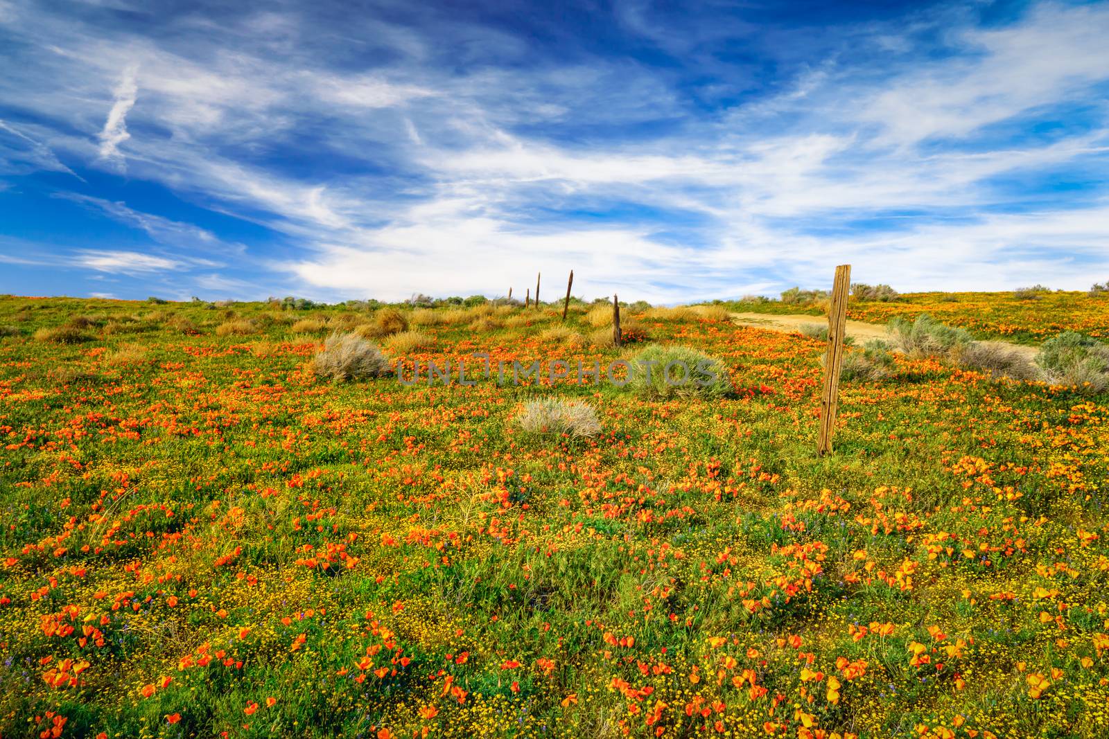 Poppies of Antelope Valley, California