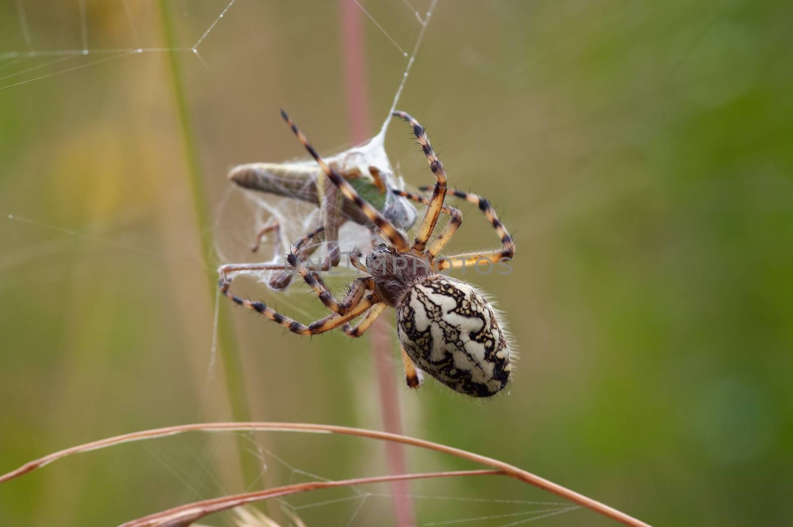 Macro of the hunting spider - cross spider