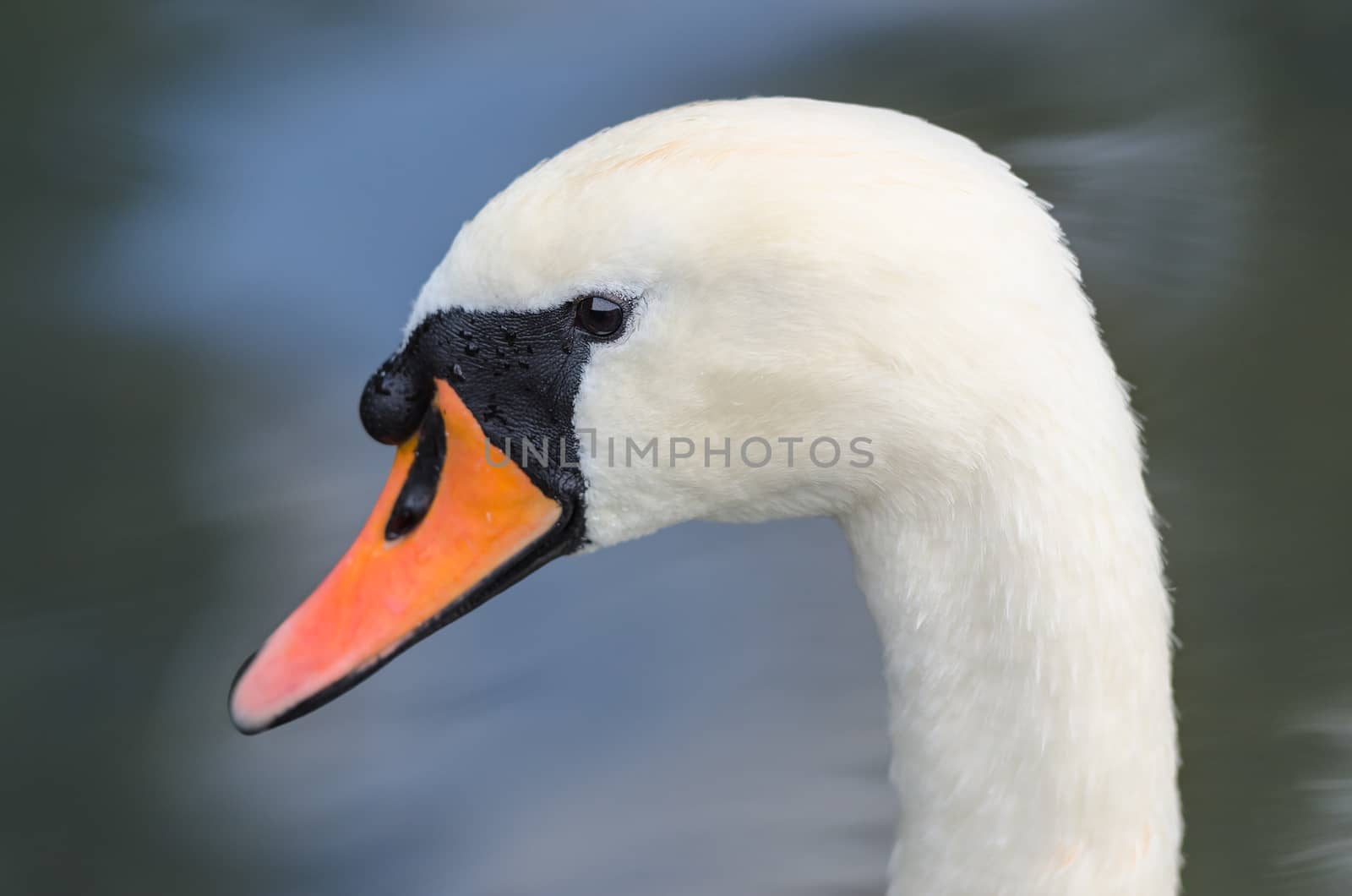 Head profile closeup single portrait of white graceful mute swan on the lake or pond