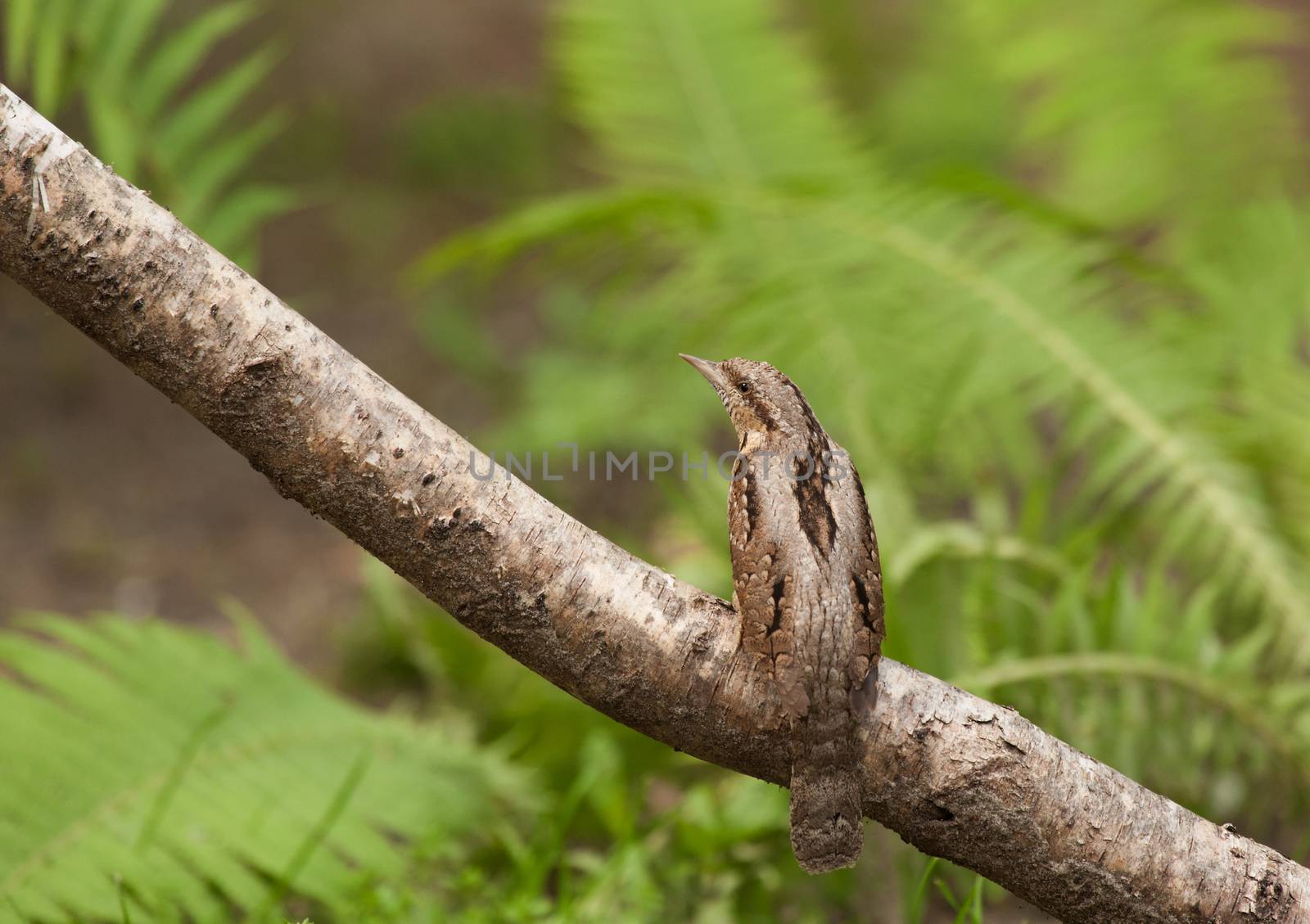 Poland.Wryneck sitting on the tree birch and masking excellent.