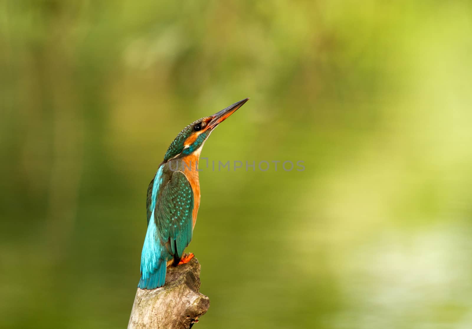 Kingfisher sitting in the branch and watching on the sky.Poland.Bug river in summer.