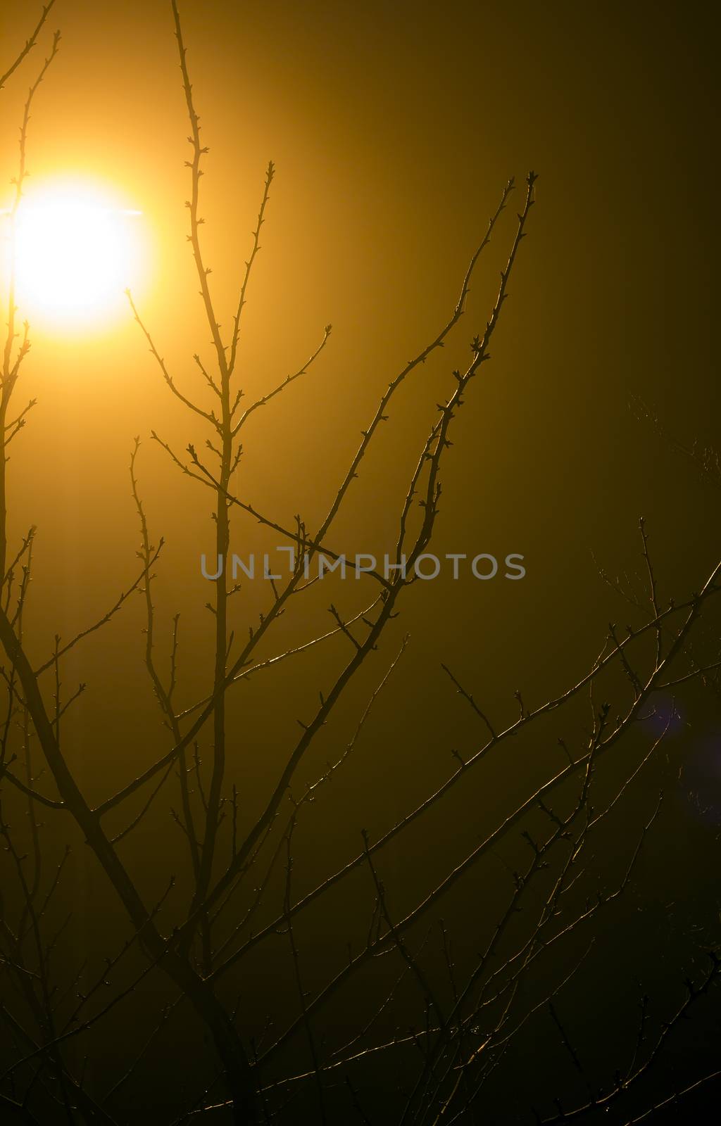 A light thru a dense fog with a tree in from