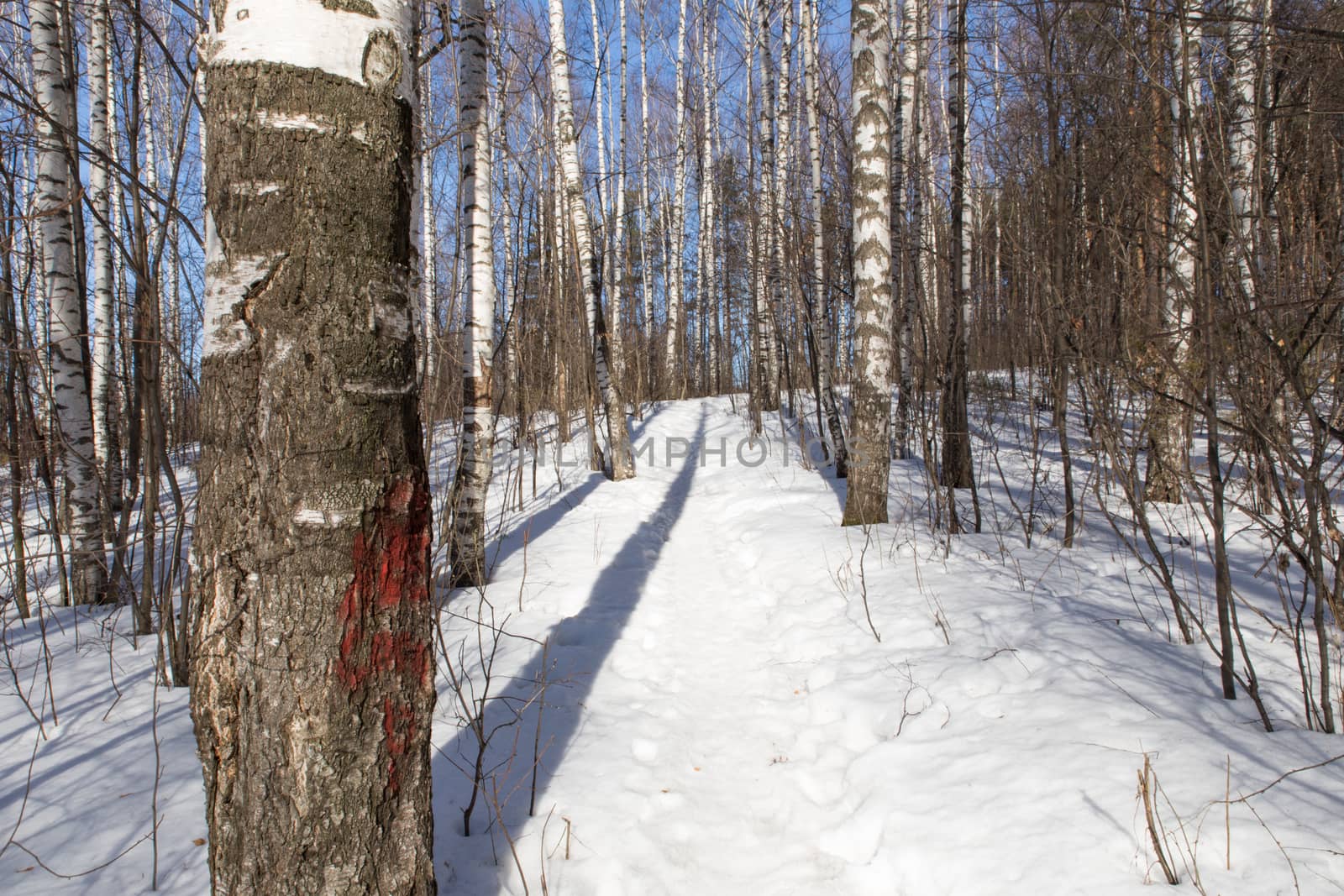 path in winter forest. White snow and birch