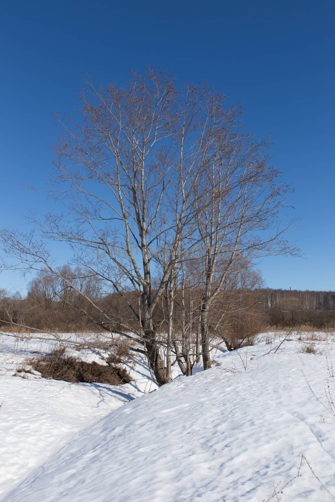 alder in a Sunny winter day on the blue sky background