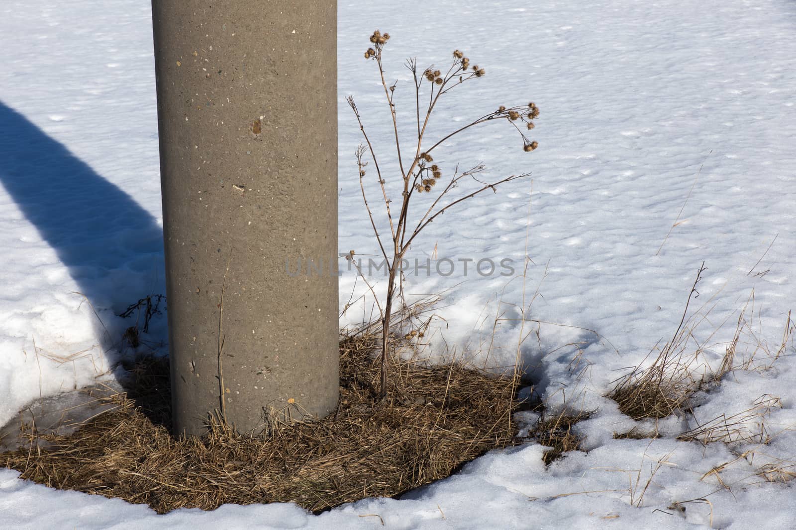 dry thistles and power line support in winter