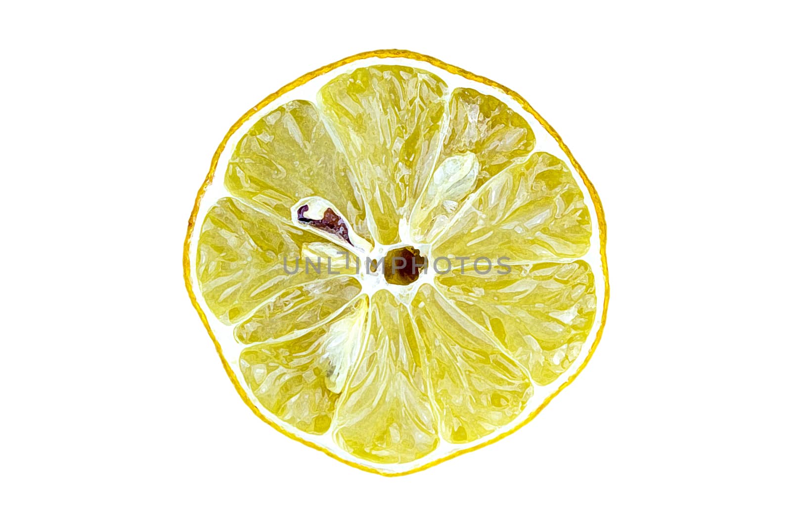 Drawing of a lemon by enriscapes