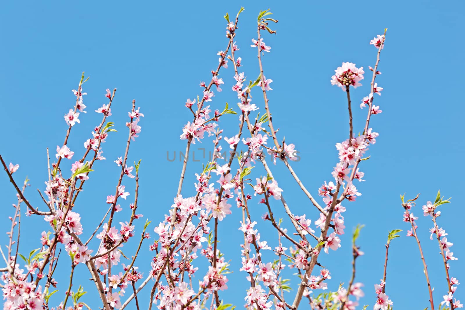 Blossoming almond flowers in spring