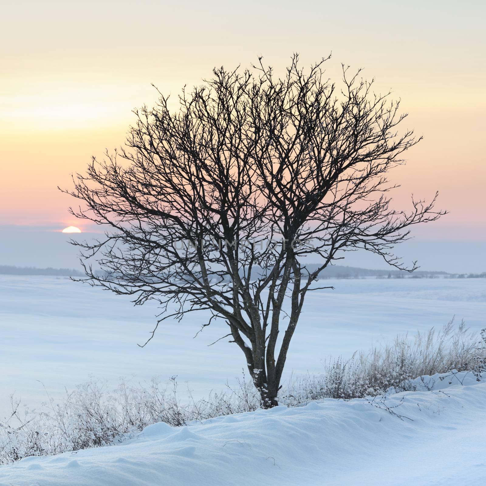 Tree in a field in winter, lovely frosty day