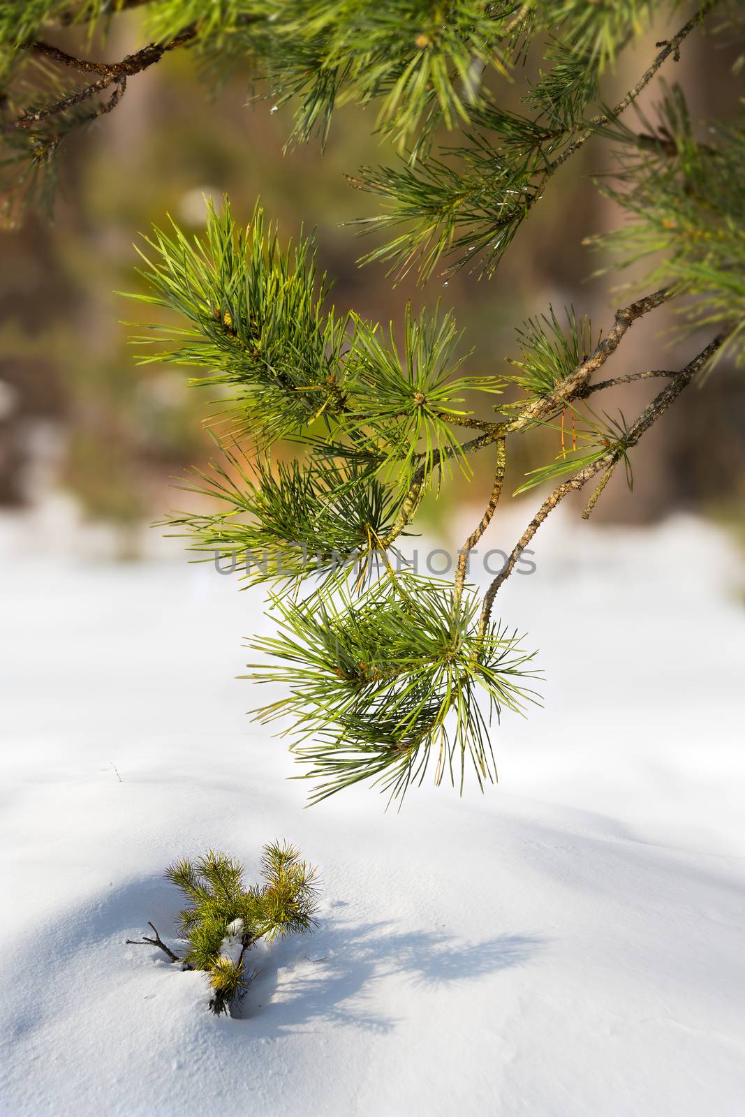 Pines branch by Taras
