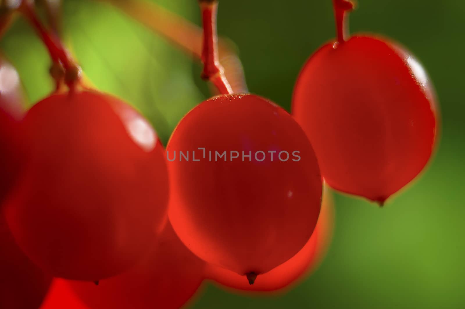 Red berry of viburnum by Taras