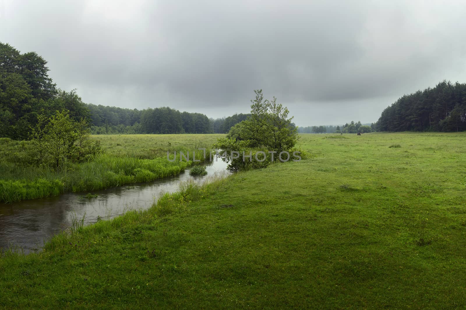 Green River flowing through green field on a summer  morning