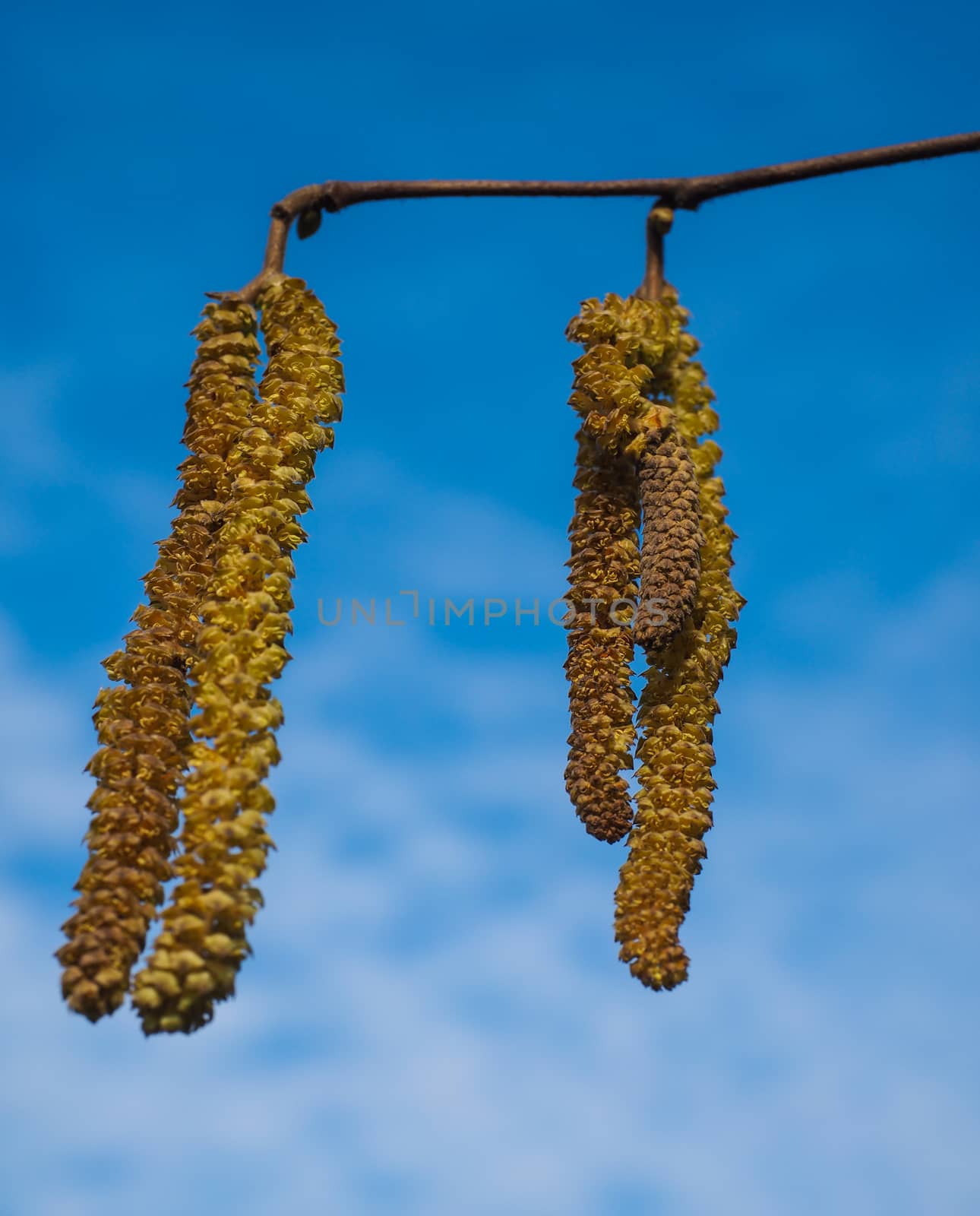 Seed buds from a birch tree hanging in front of blue sky at spri by Arvebettum