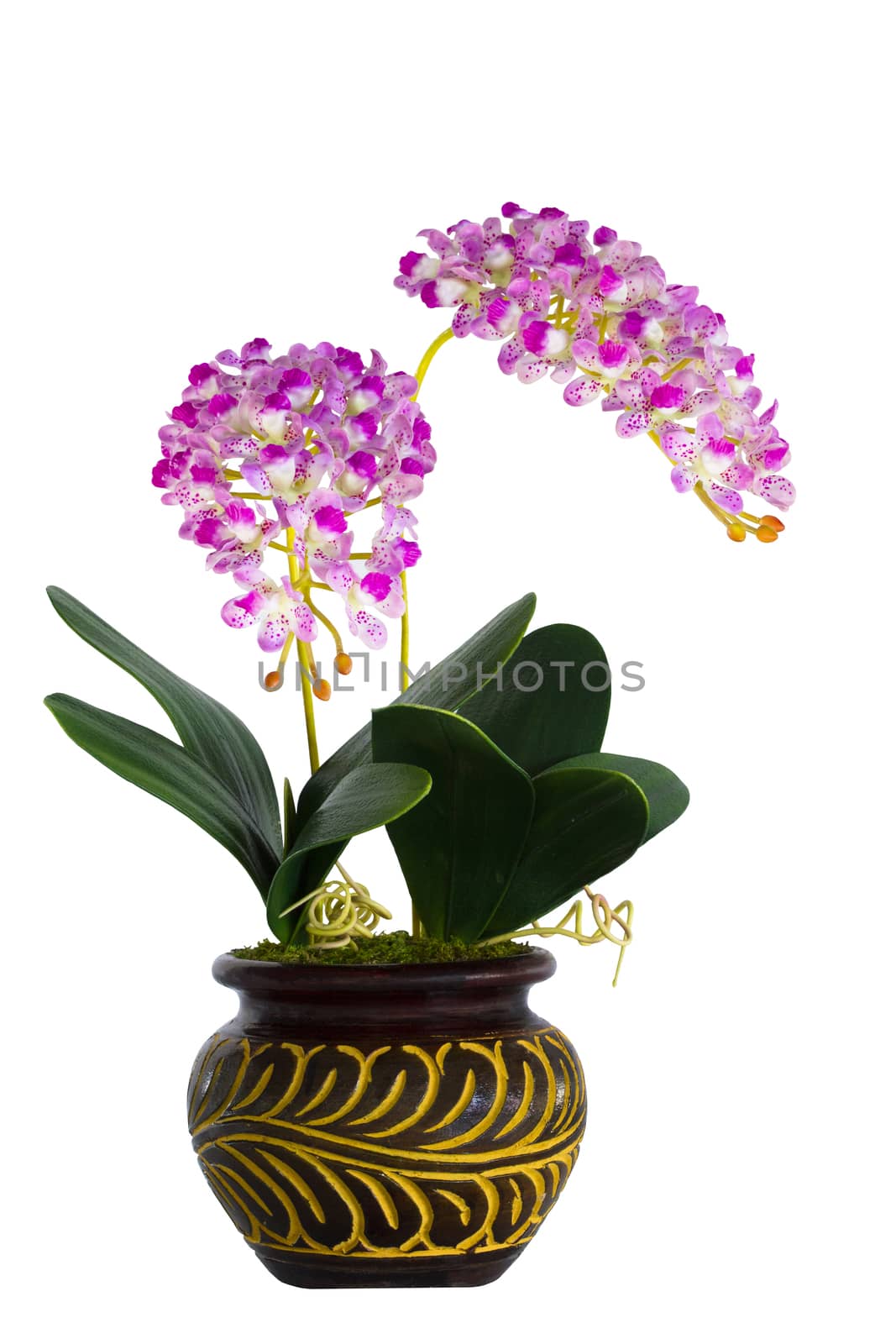 Pink orchid in a white flowerpot on white background.