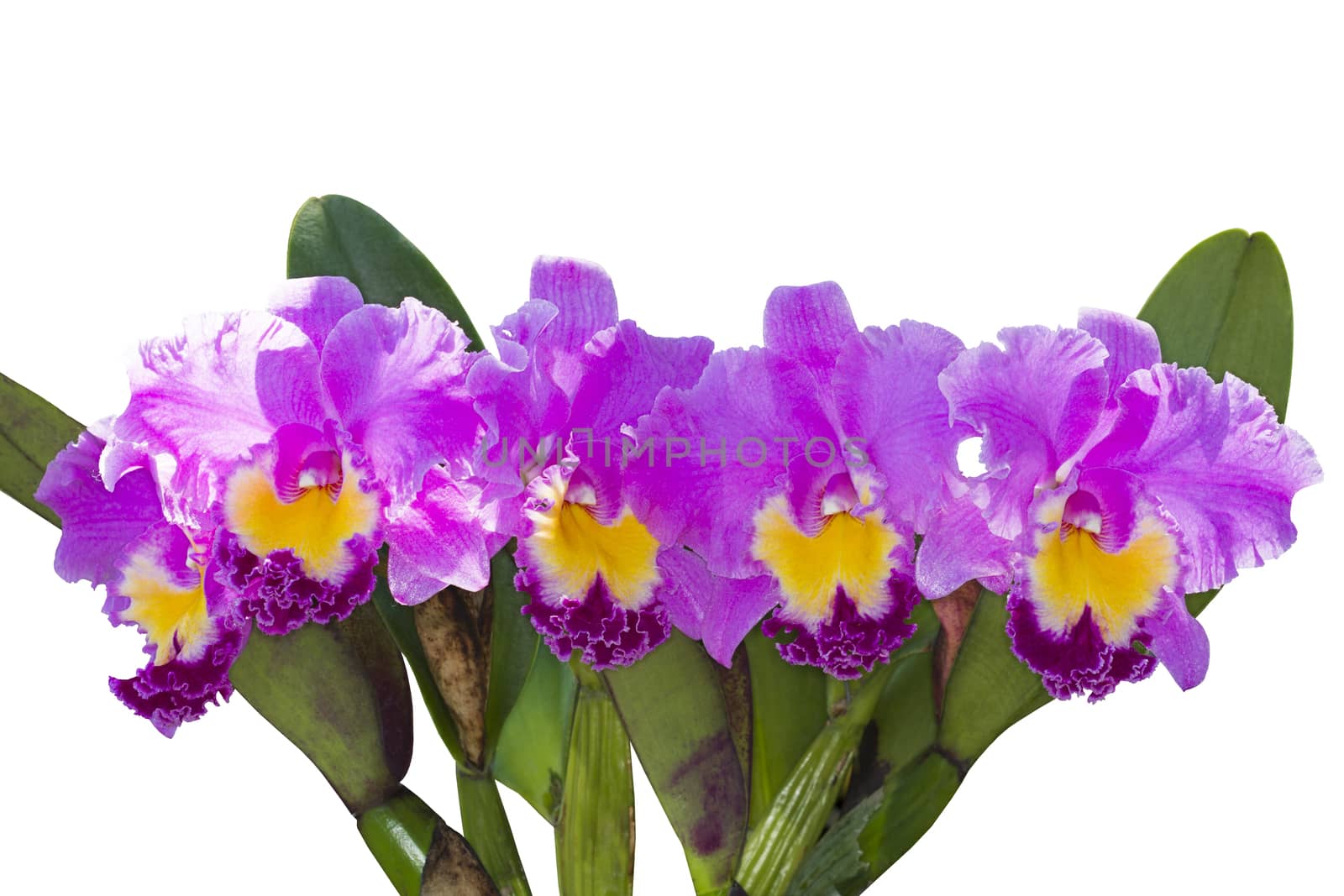 Cattleya orchid pink isolated on white background.