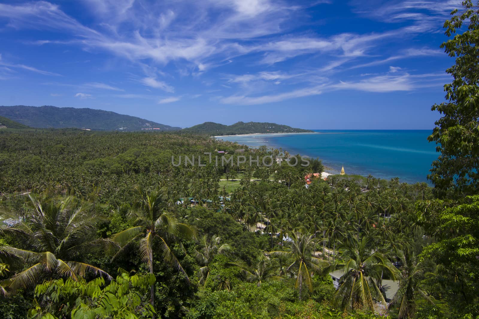 tropical beach with coconut palm trees. Koh Samui, Thailand