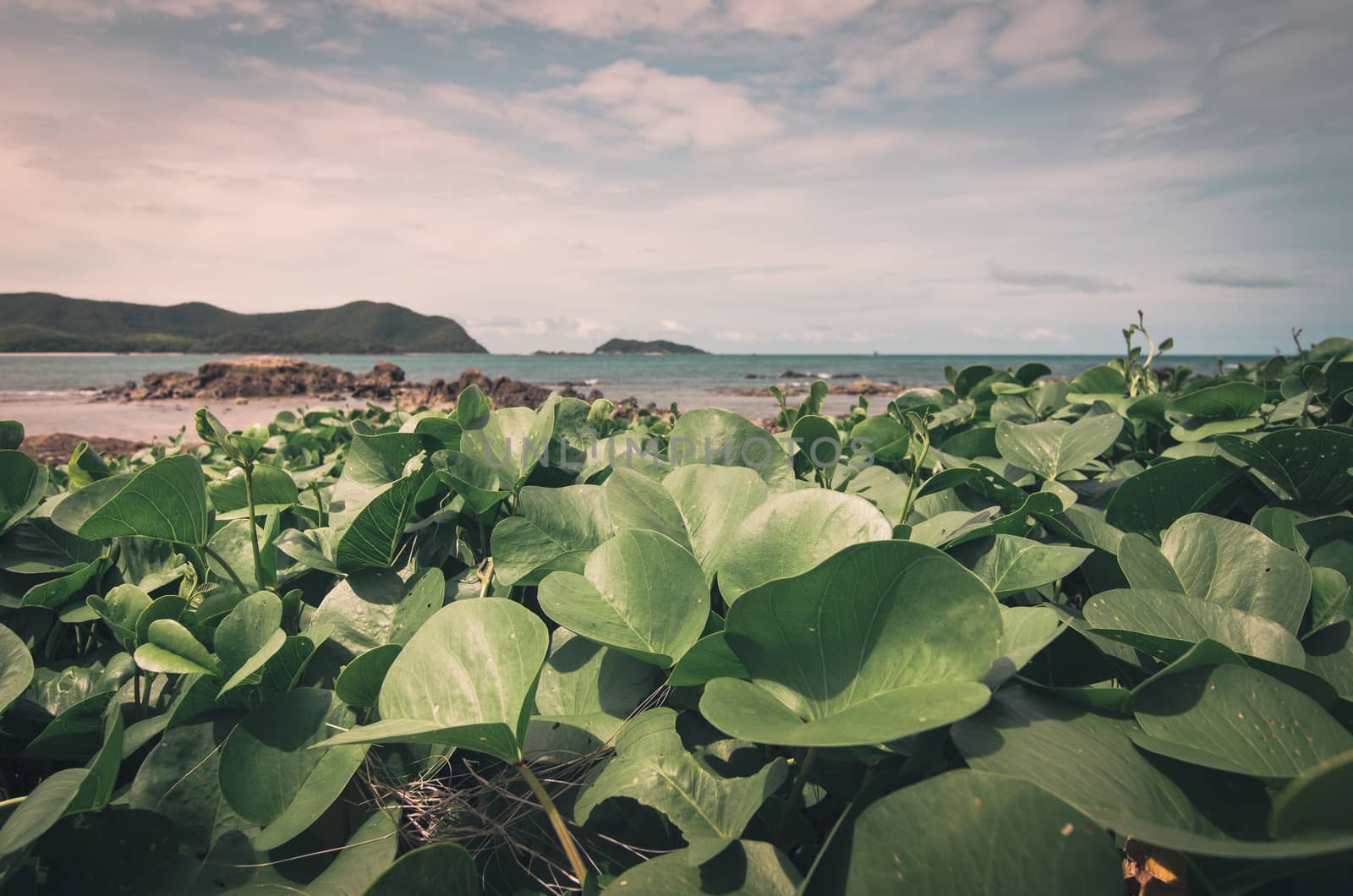 Green plants and sea nature landscape in Thailand vintage