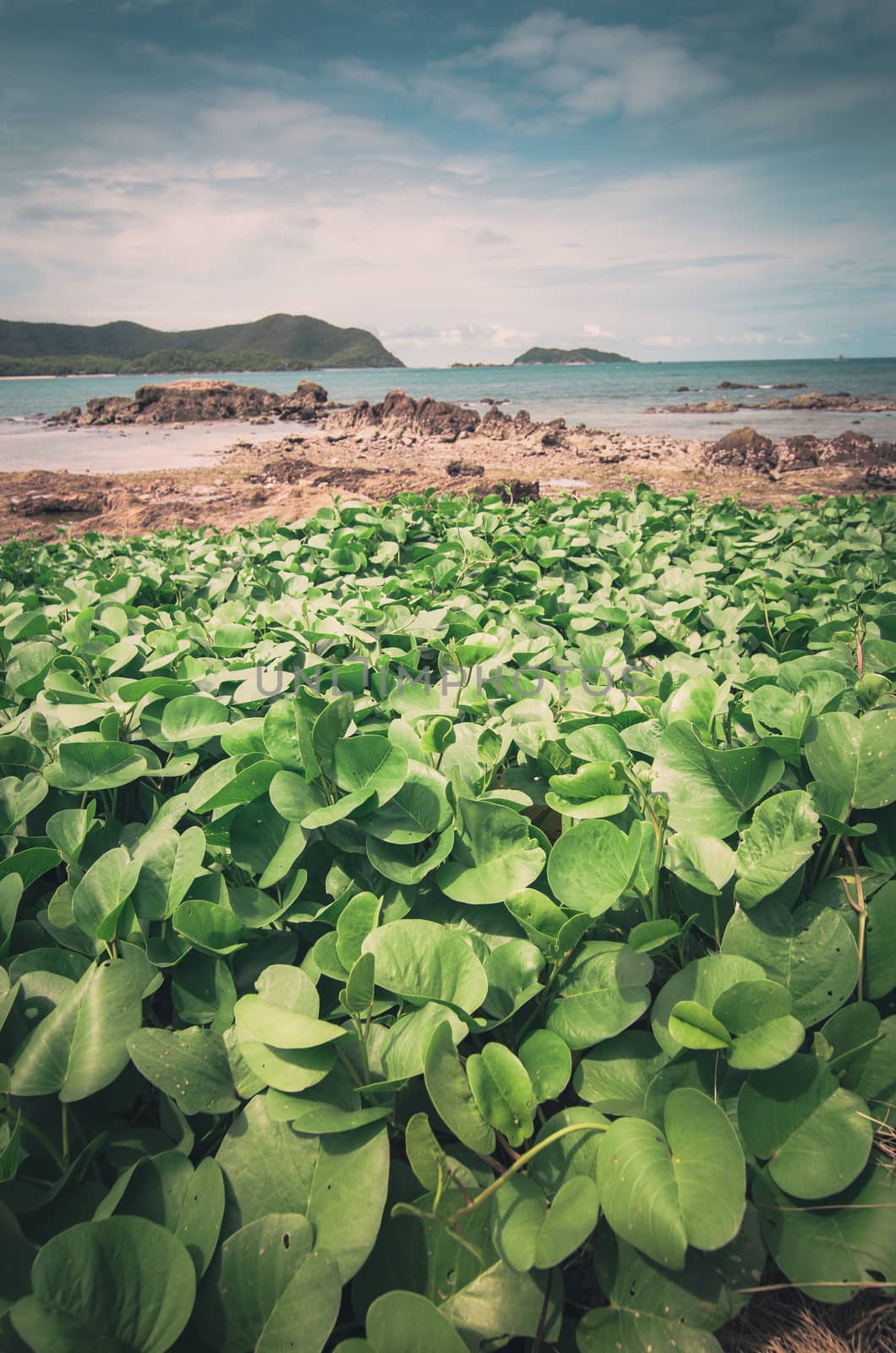 Green plants and sea nature landscape in Thailand vintage