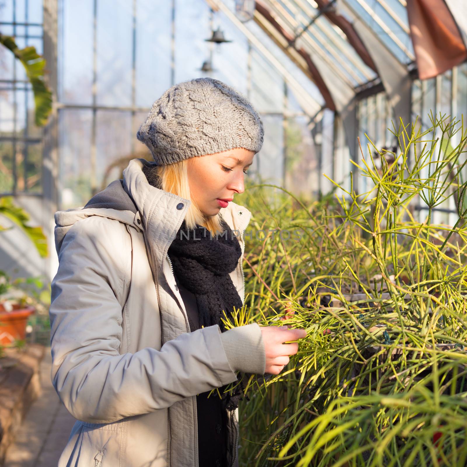 Florists woman working in greenhouse.  by kasto