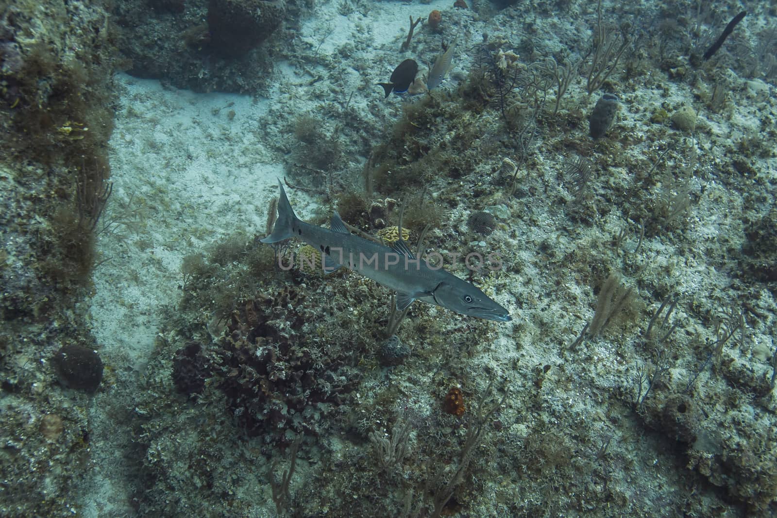 Great barracyda swimming in a coral reef around the bahamas shore