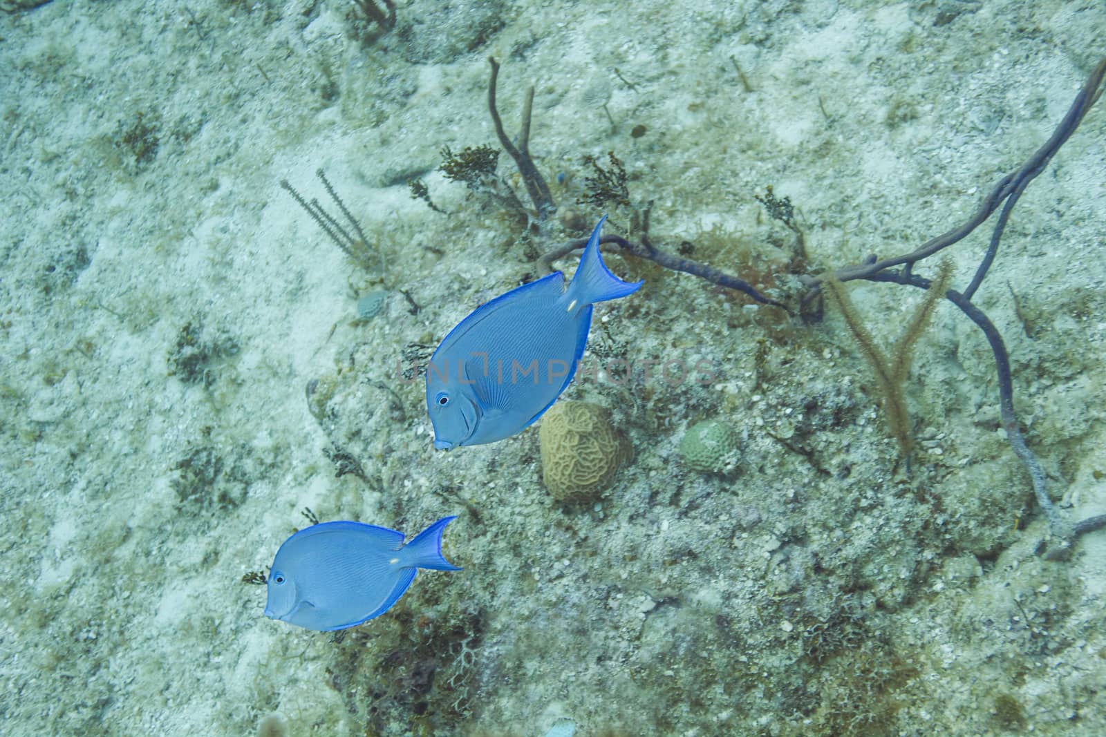 a couple of blue tang swimming on a sandy bottom