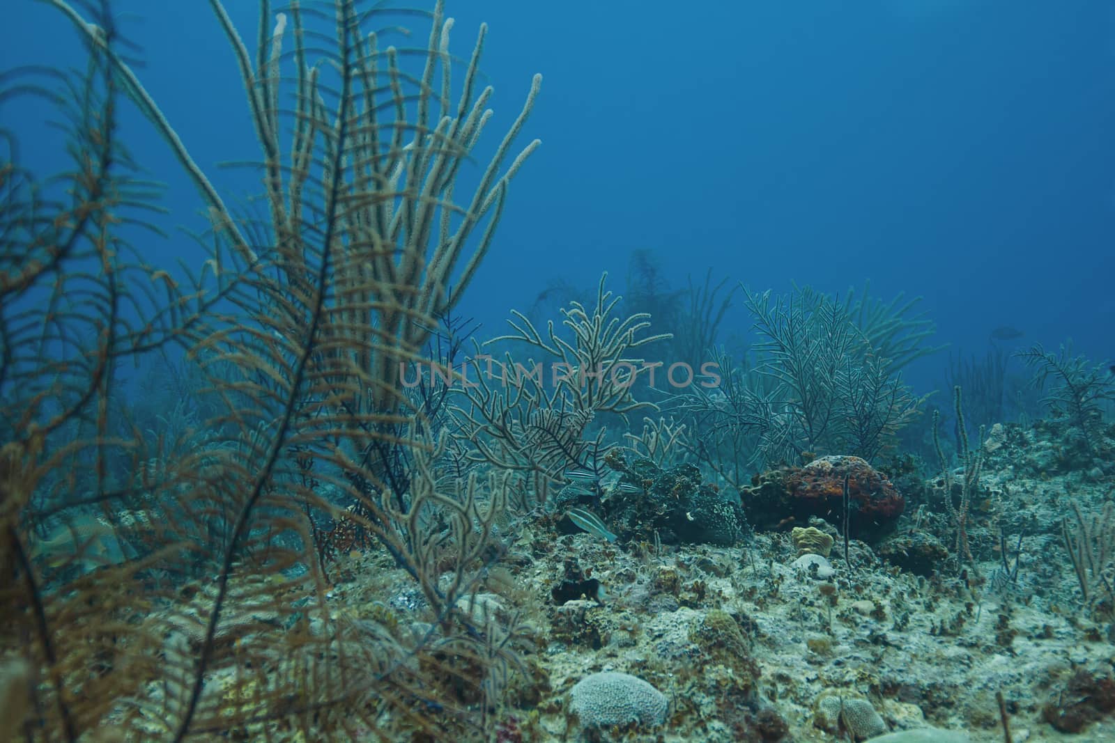 multiple small fish swimming in a soft coral reef