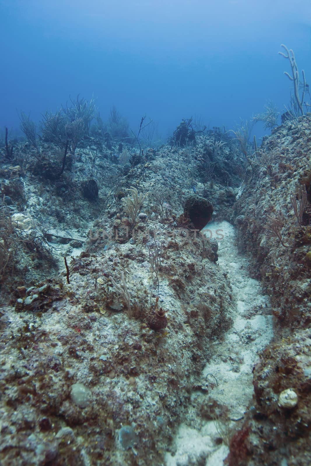Coral reef trench slowly dying without any fish life