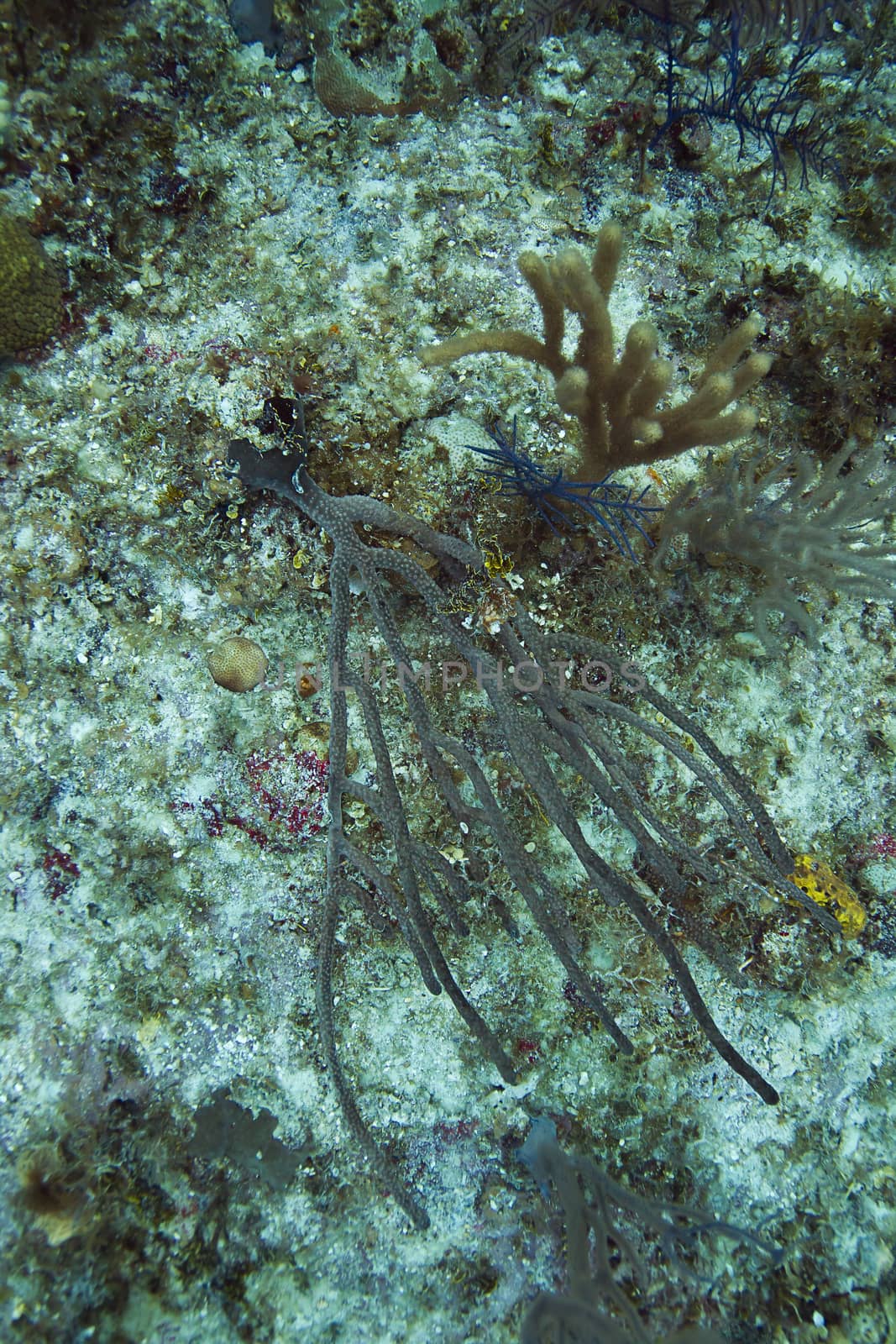 Long branch coral uprooted at the bottom of at reef