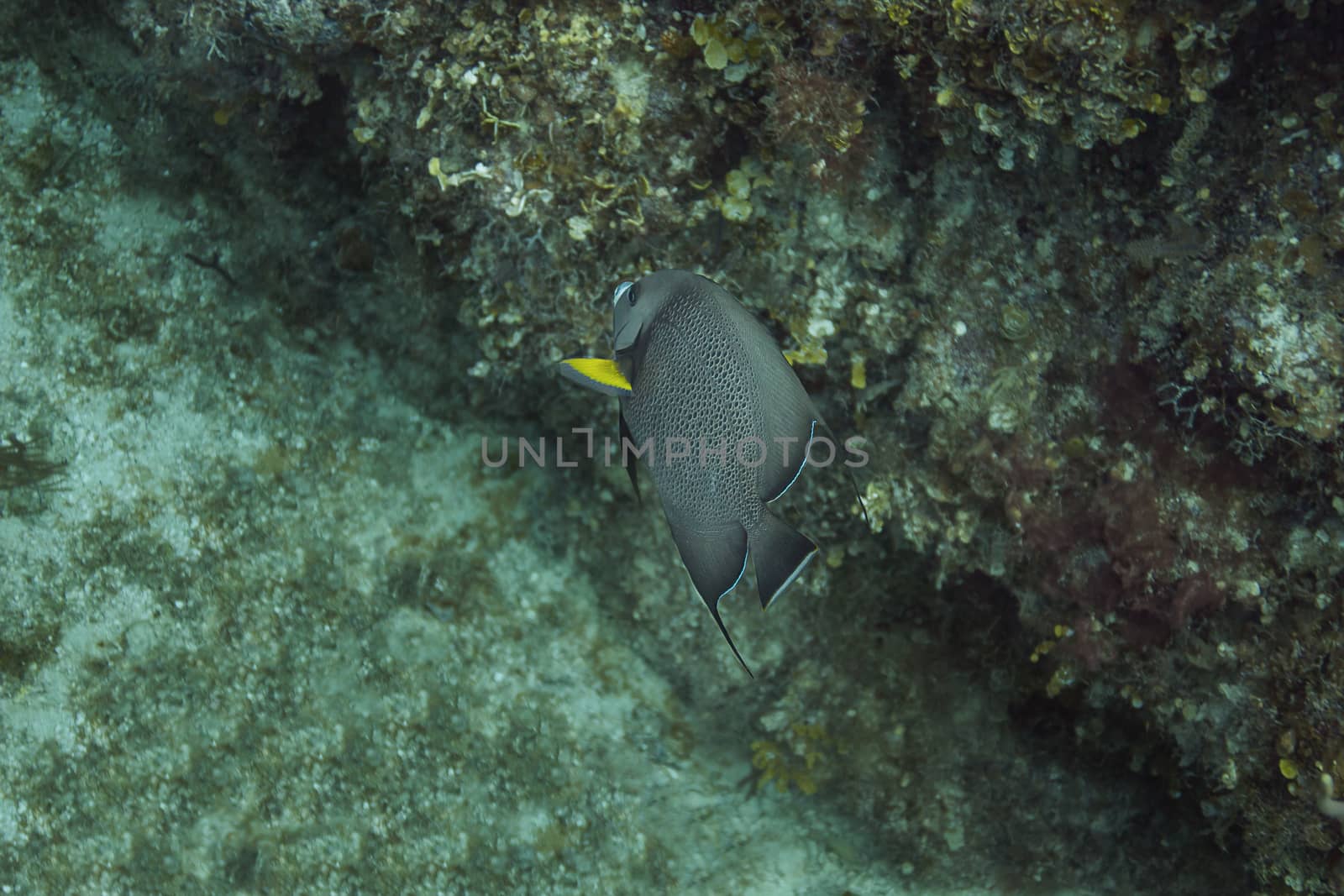 Gray angel fish swimming in a coral reef