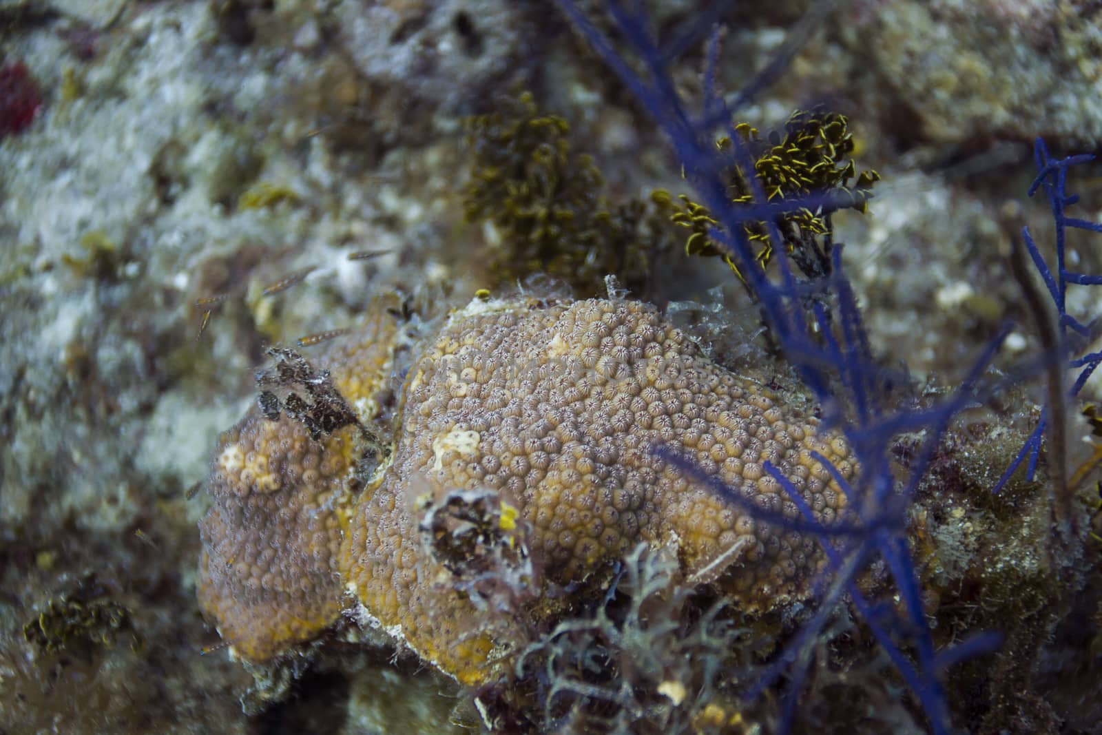small outcrop of overgrowing mat tunicate in a fish nursery