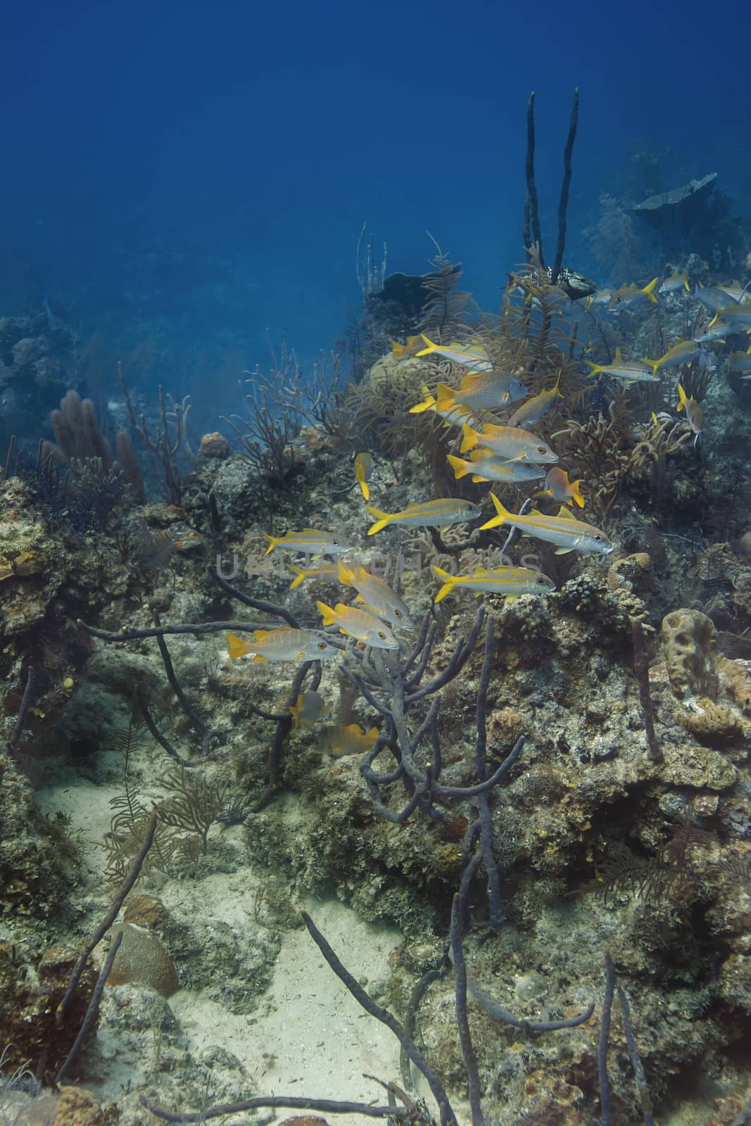 School of fish with yellow tail swimming in a coral reef