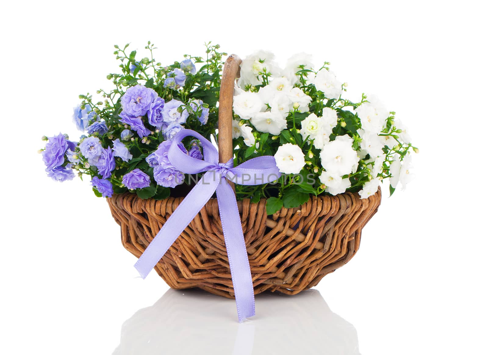 blue and white Campanula terry flowers in the wicker basket, iso by motorolka