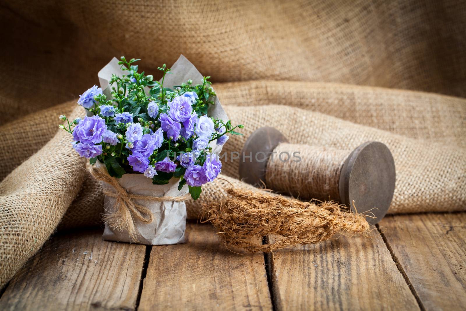 blue Campanula terry flowers in paper packaging, on wooden background