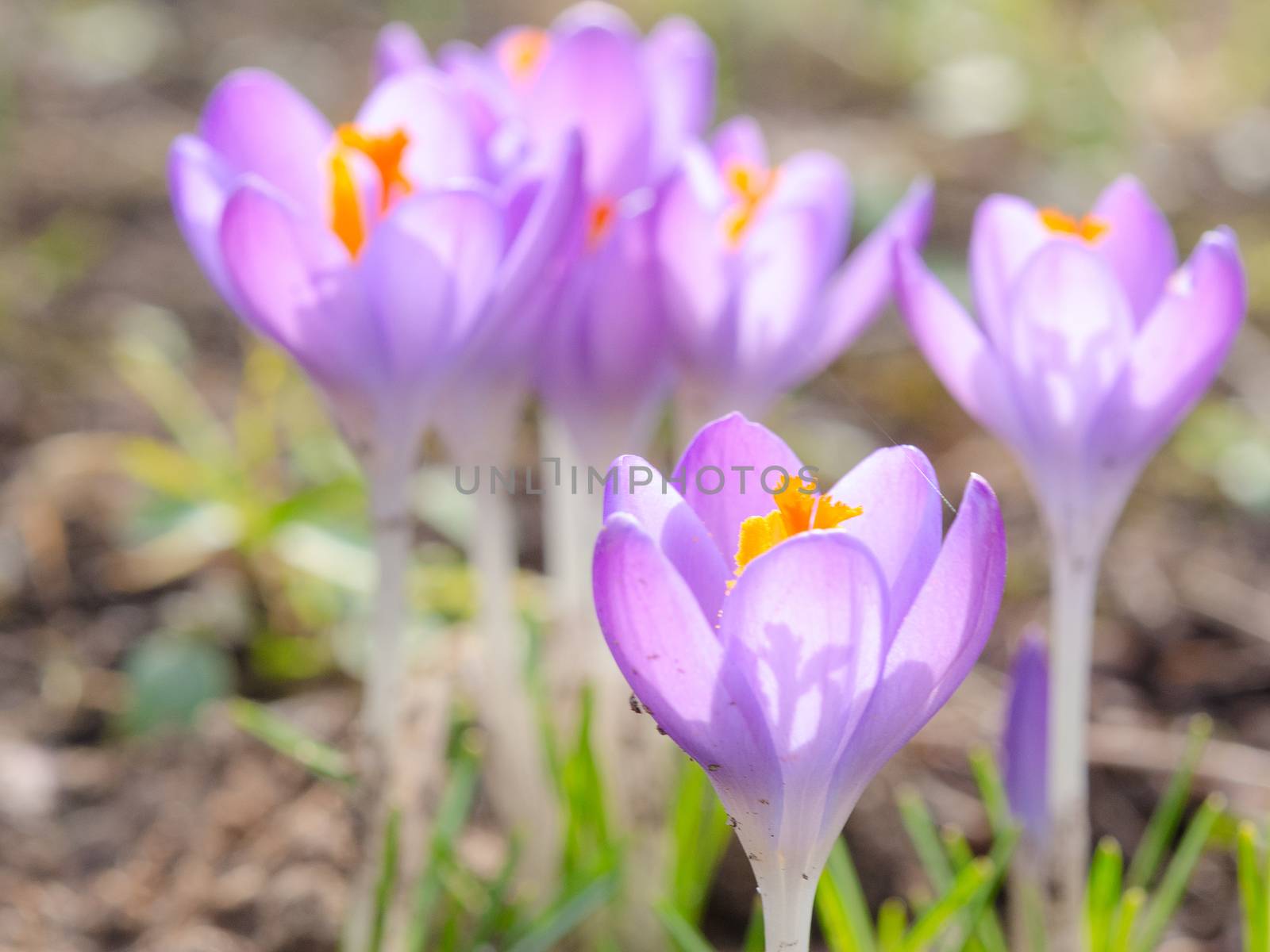 Crocus spring blooming violet flowers on Alpine meadow. Photo with soft focus and small DOF.