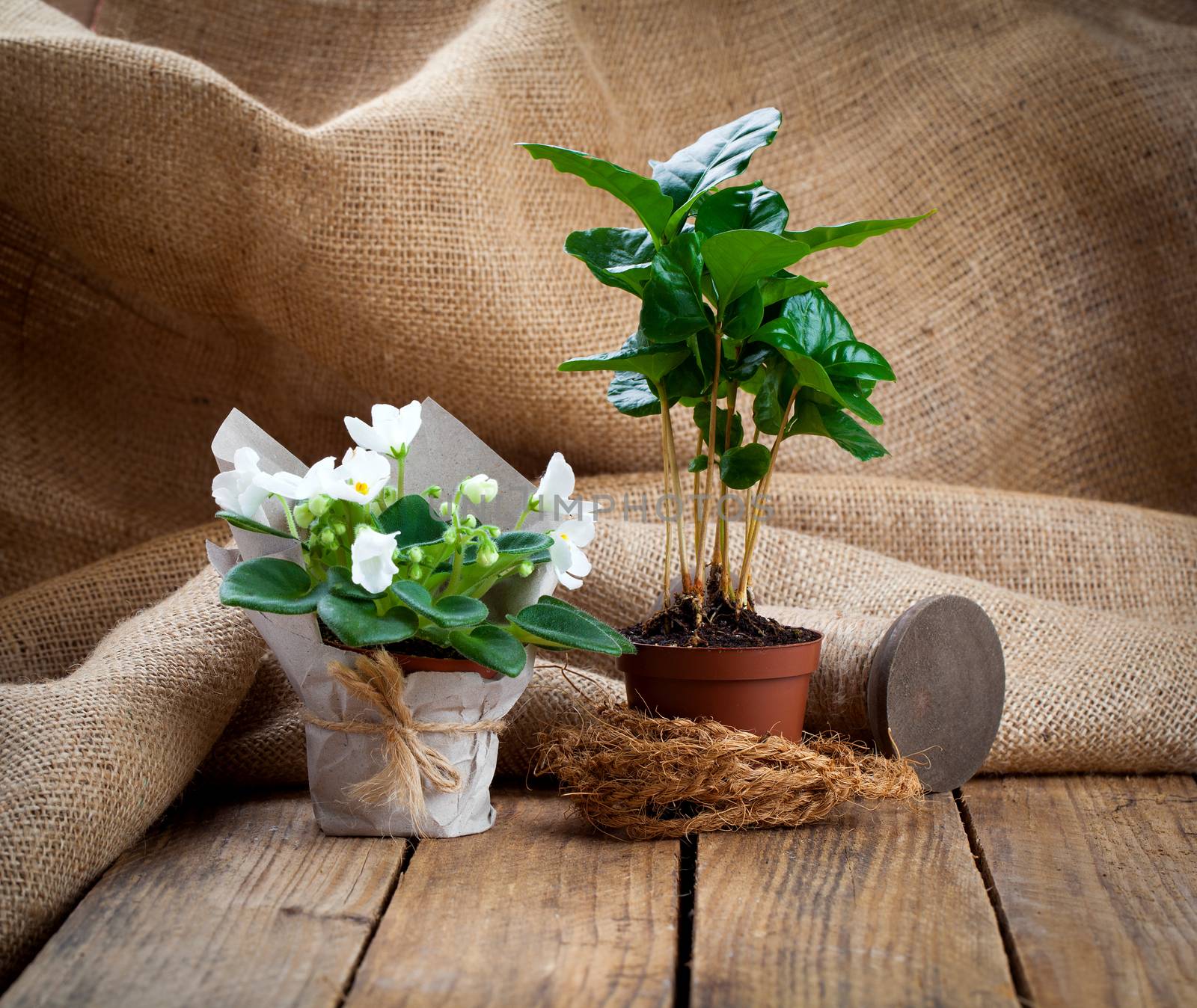 white Saintpaulias flowers and coffee plant tree in paper packag by motorolka