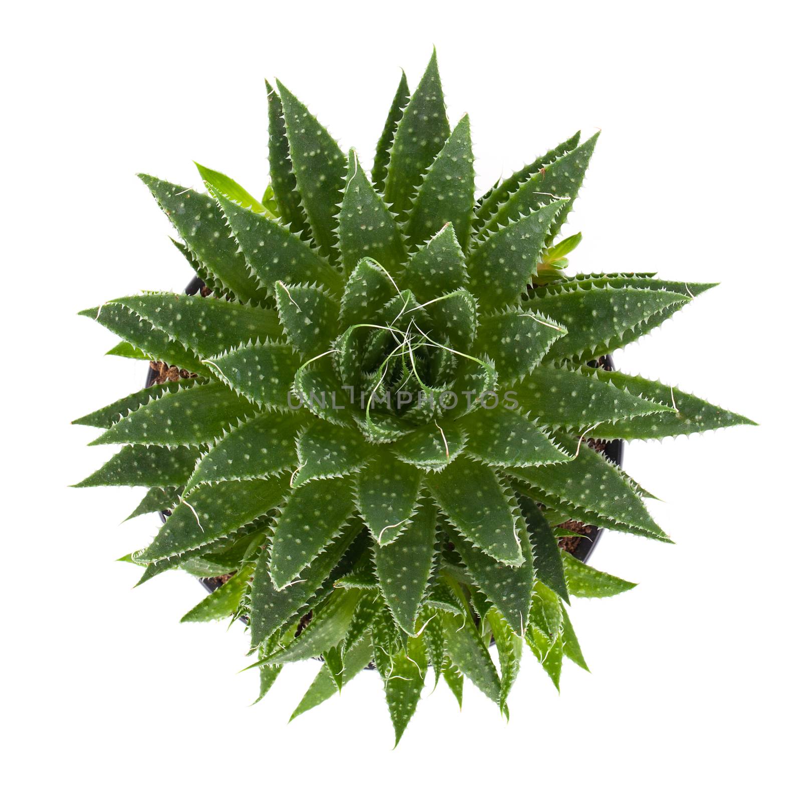 Aloe isolated on white background by motorolka