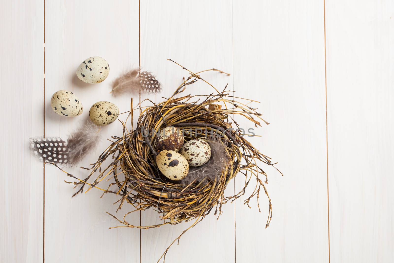 quail eggs on white wooden background by motorolka