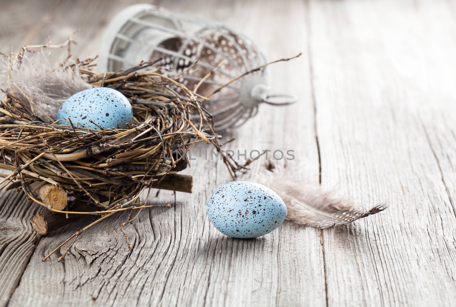 quail eggs on white wooden background by motorolka