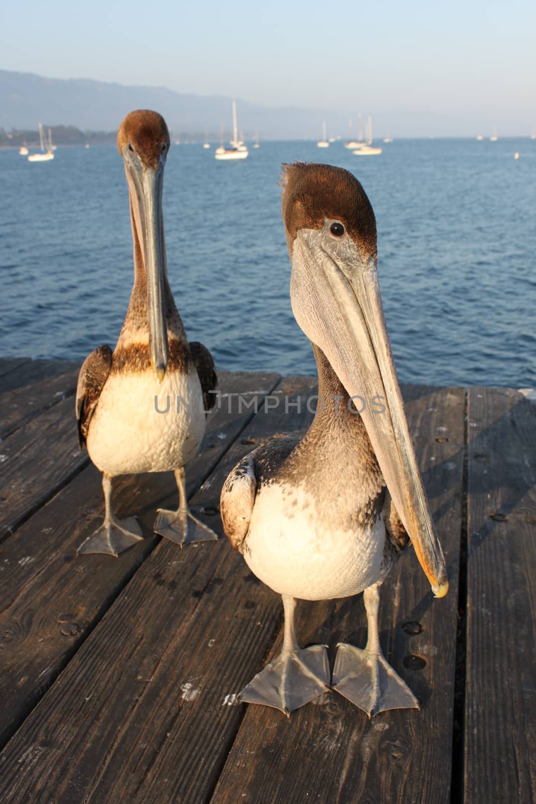 Two California pelicans on the Santa Barbara pier.