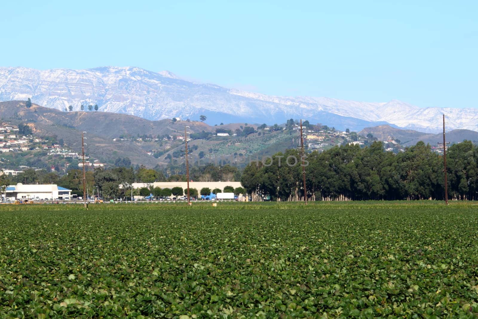 View of a strawberry field with snow montains in the background.