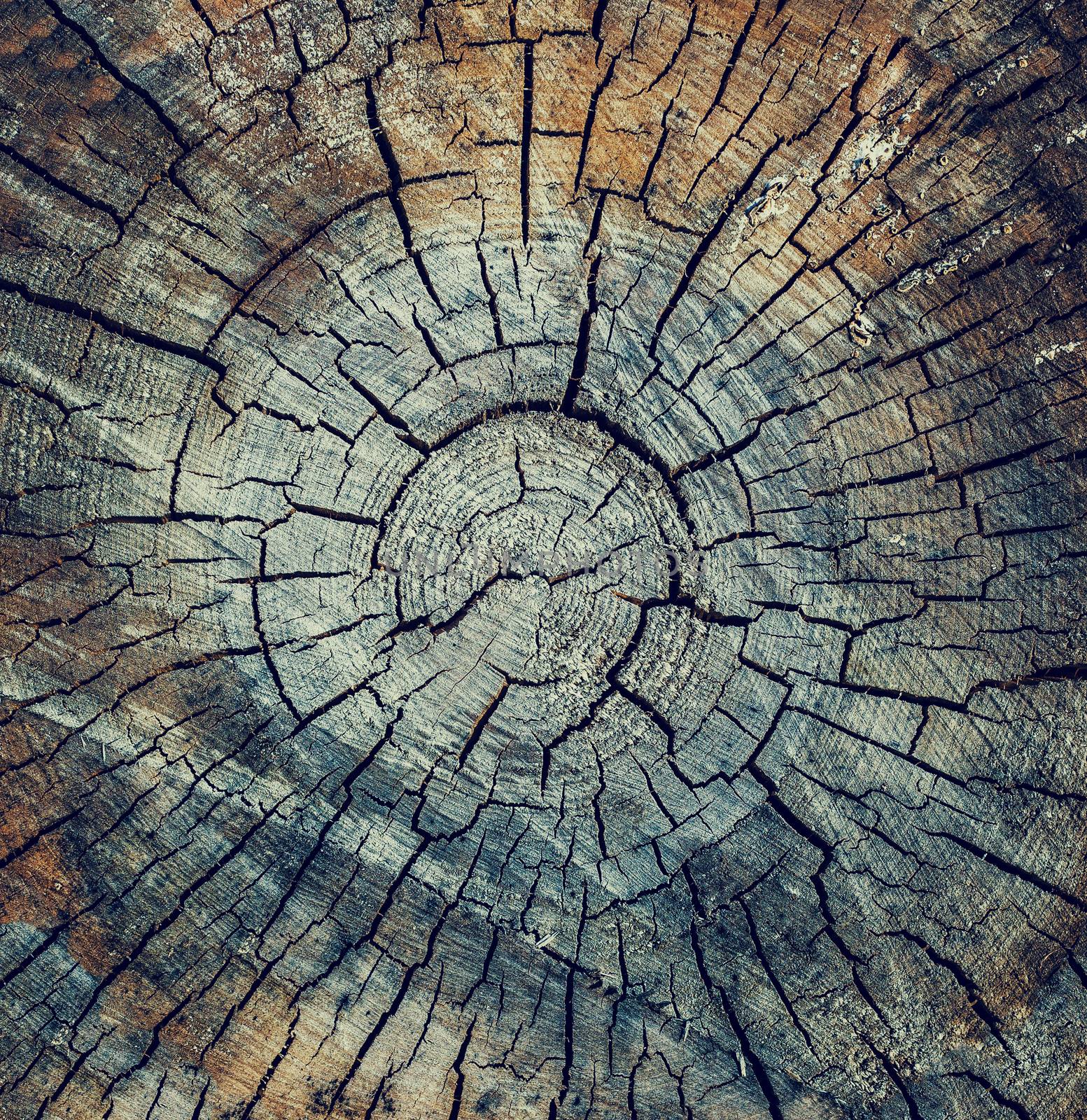 Old  crack wood texture background