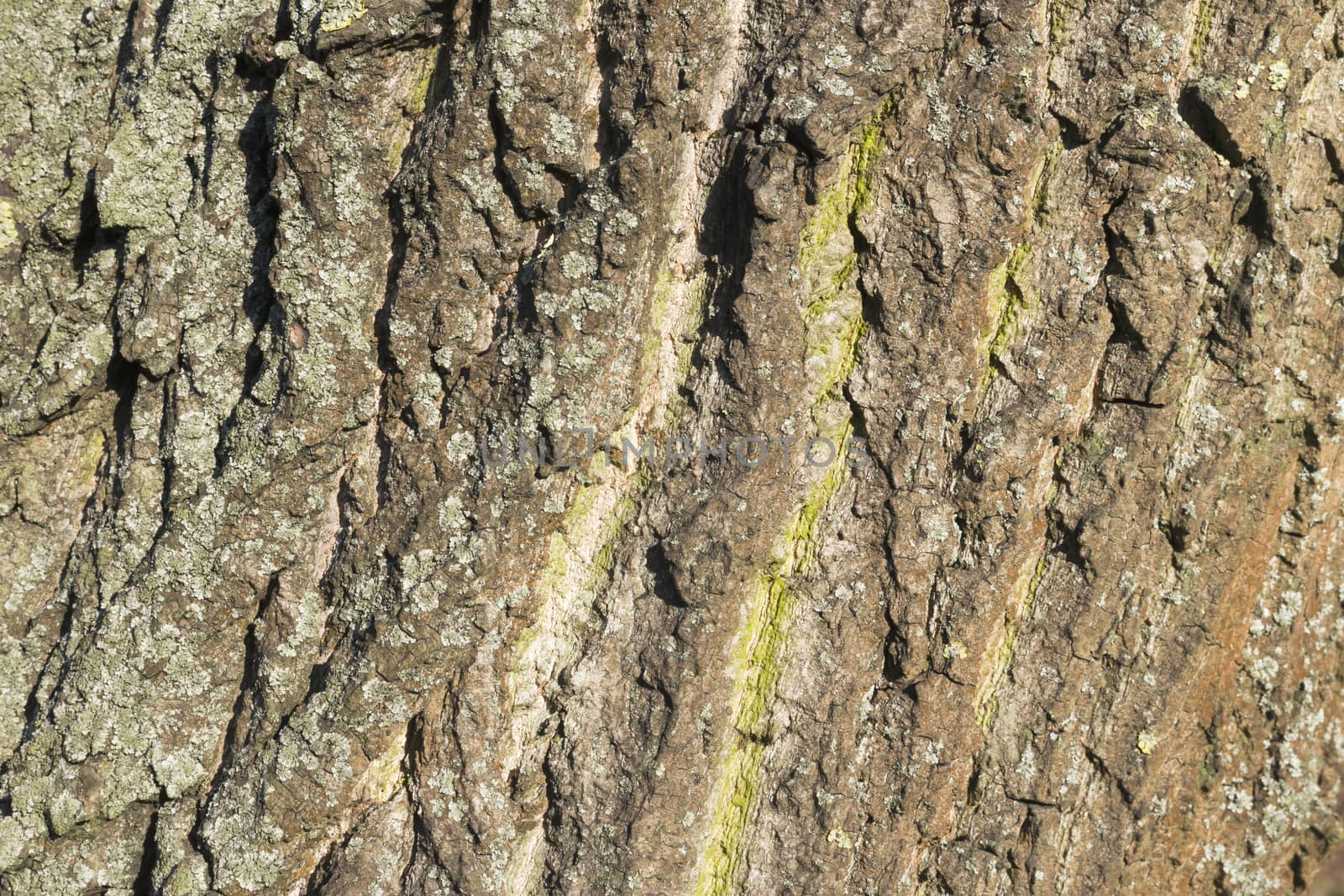 bark of an old tree,covered with lichen