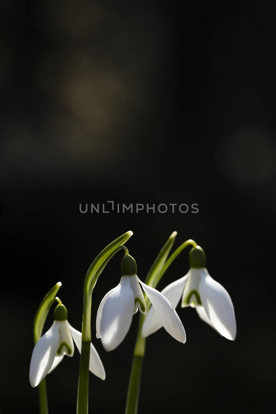 Snowdrops in a nature lit by sun.