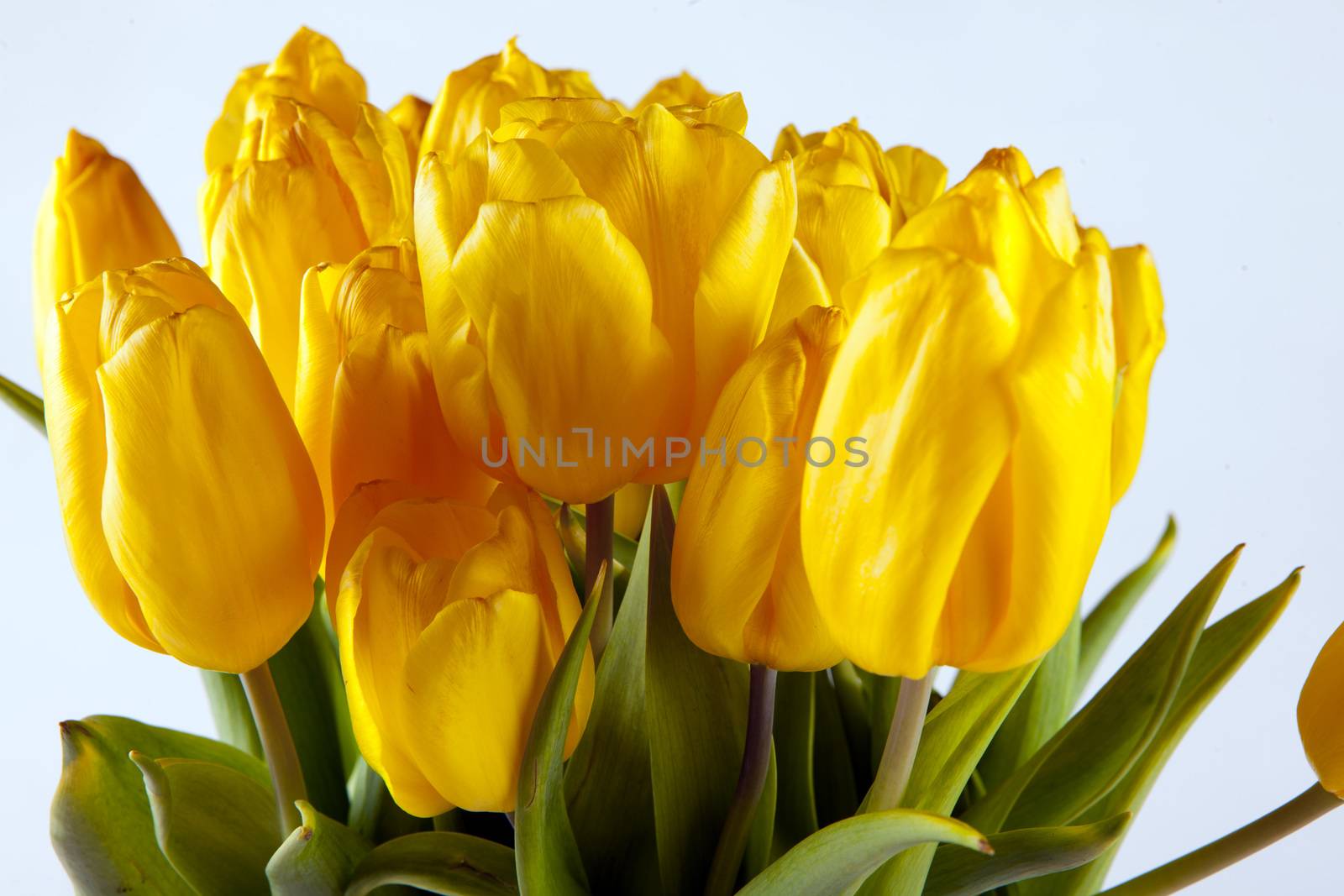 Bouquet of yellow tulips, beautiful background for congratulations by mcherevan