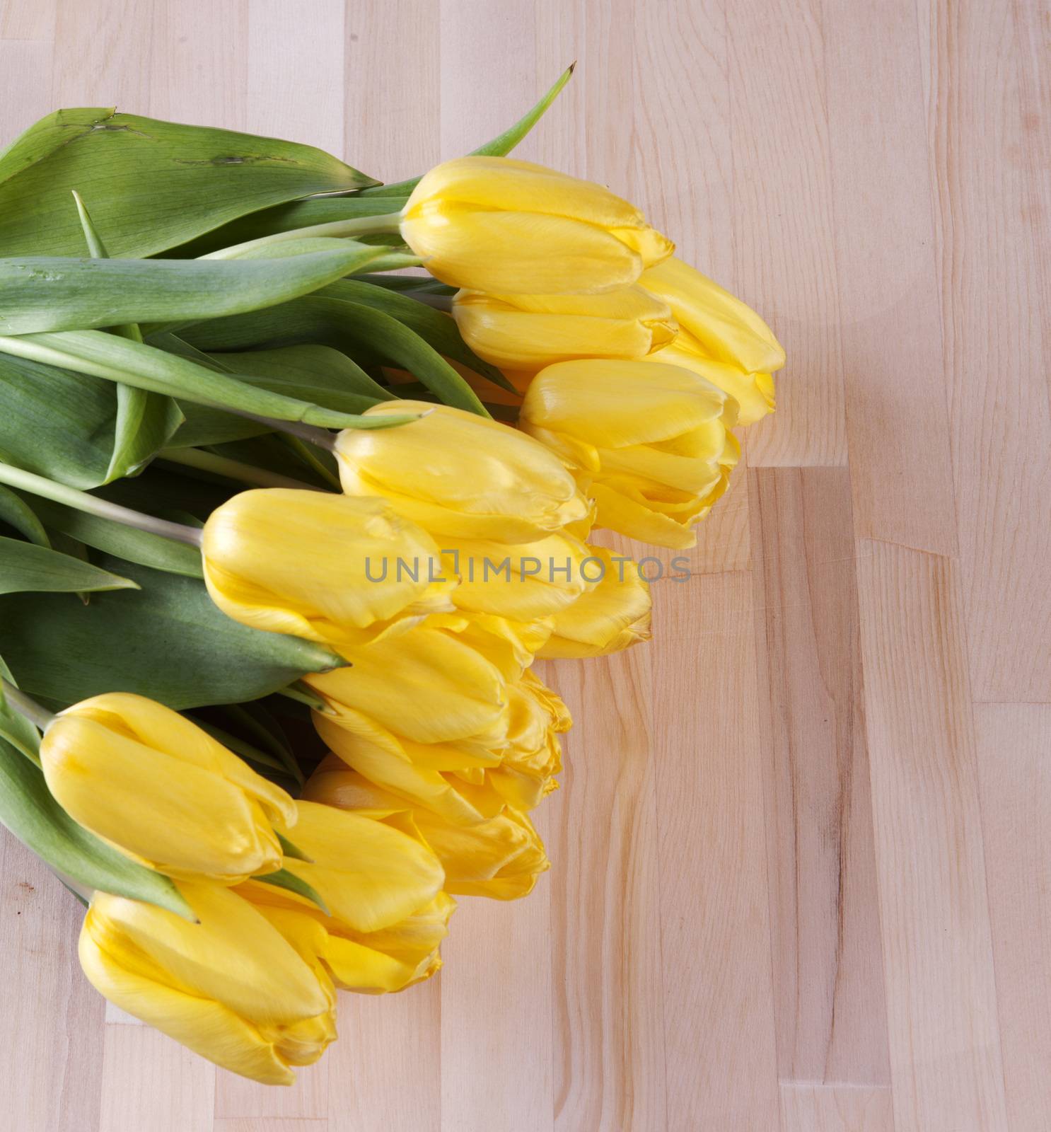 Bouquet of yellow tulips, beautiful background for congratulations.