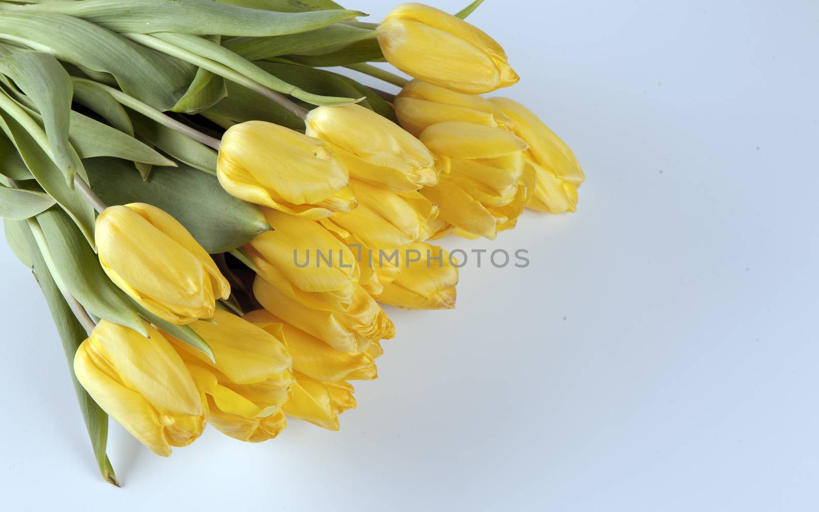 Bouquet of yellow tulips, beautiful background for congratulations.